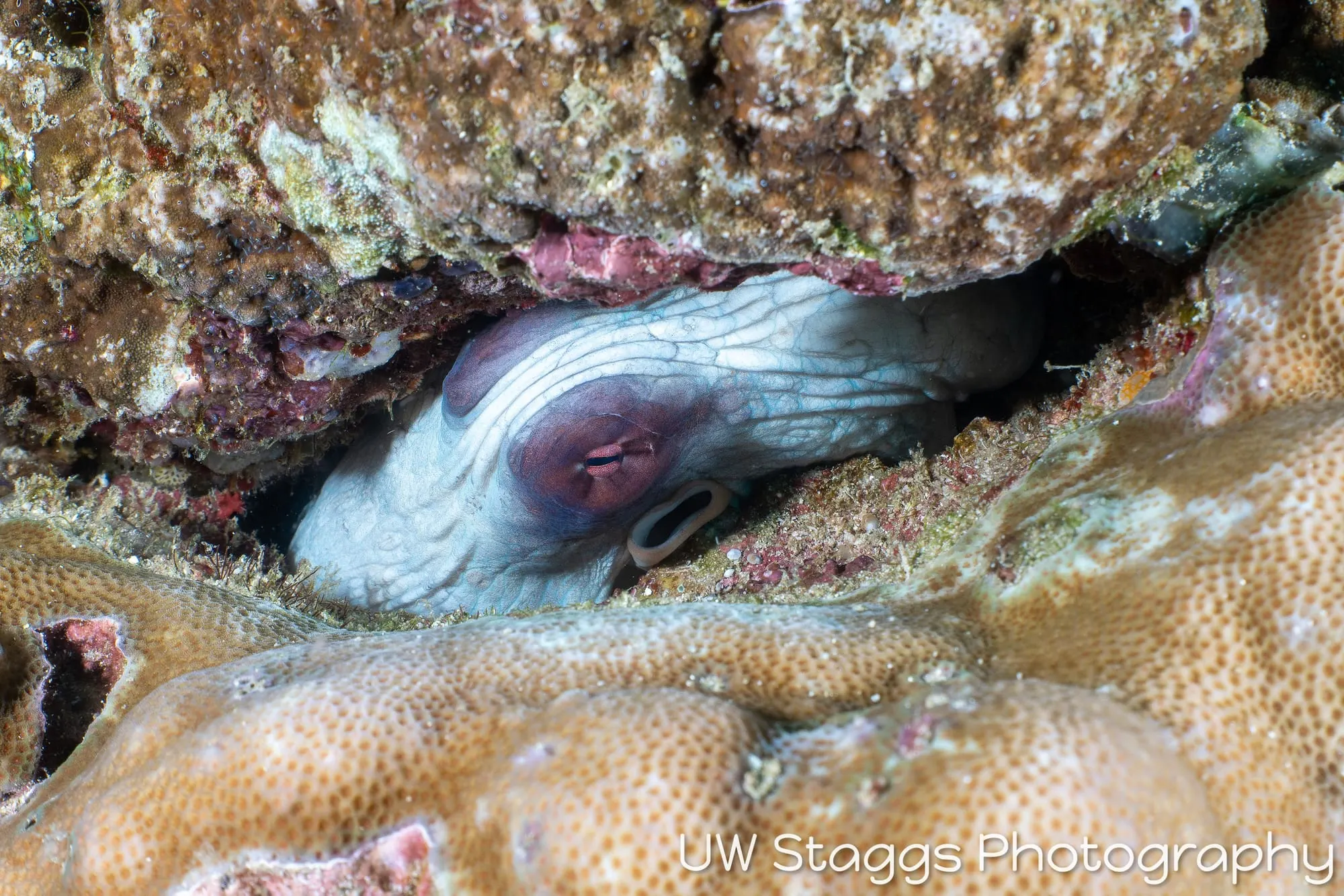 Reef Scene — Puerto Galera, Philippines