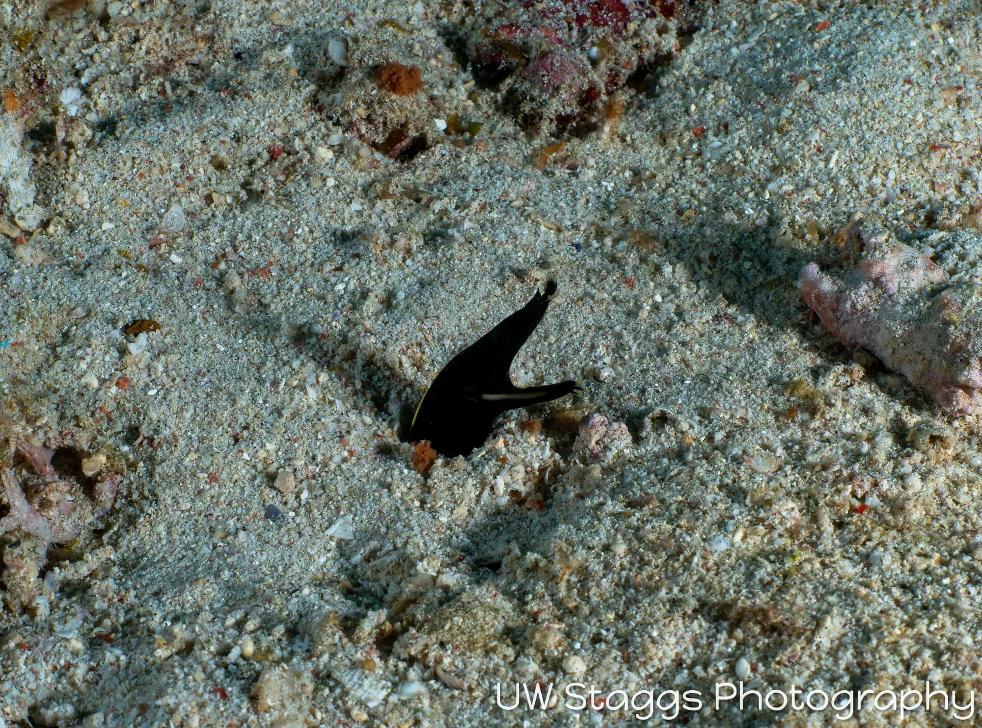 Reef Scene — Puerto Galera, Philippines