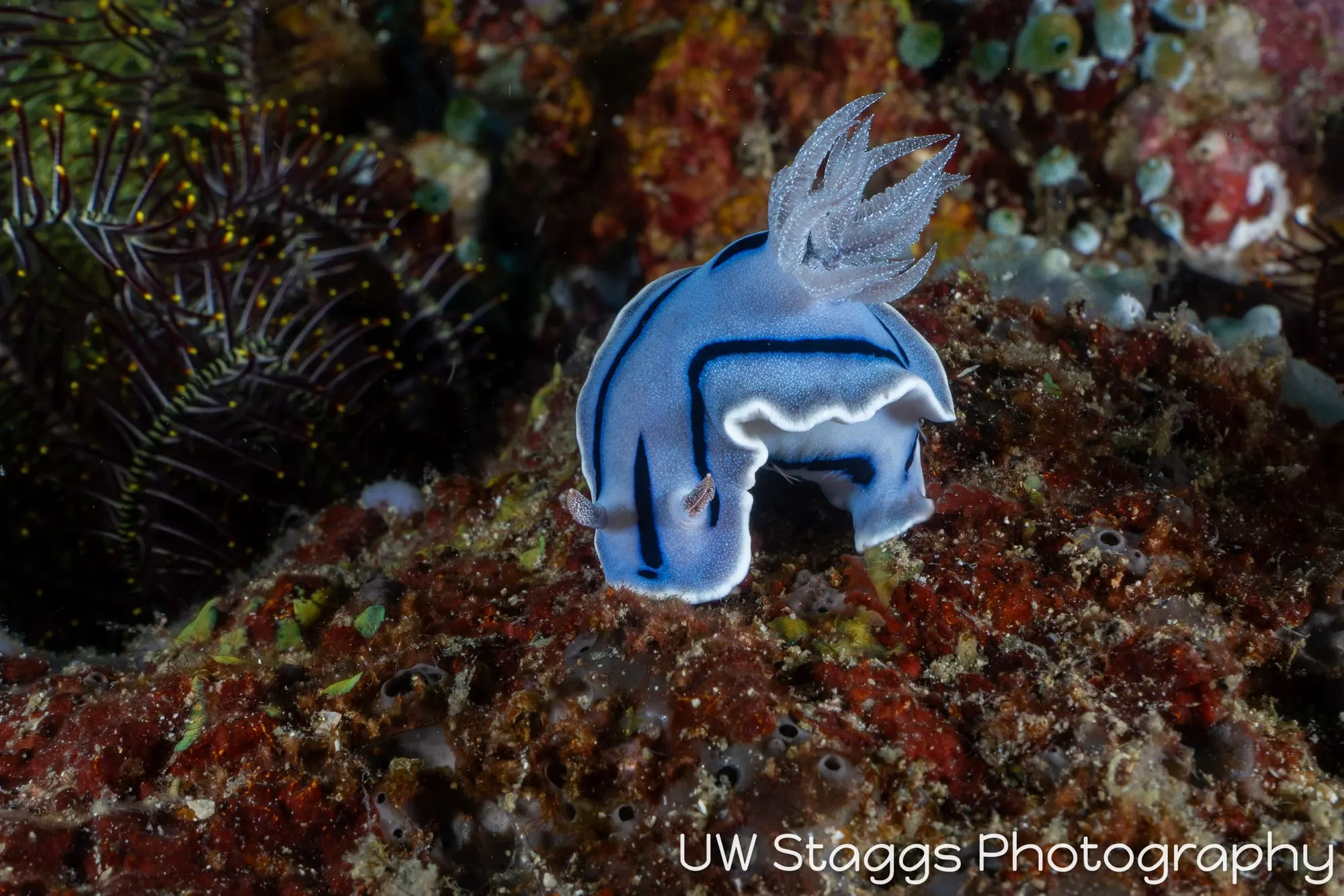 Reef Scene — Puerto Galera, Philippines