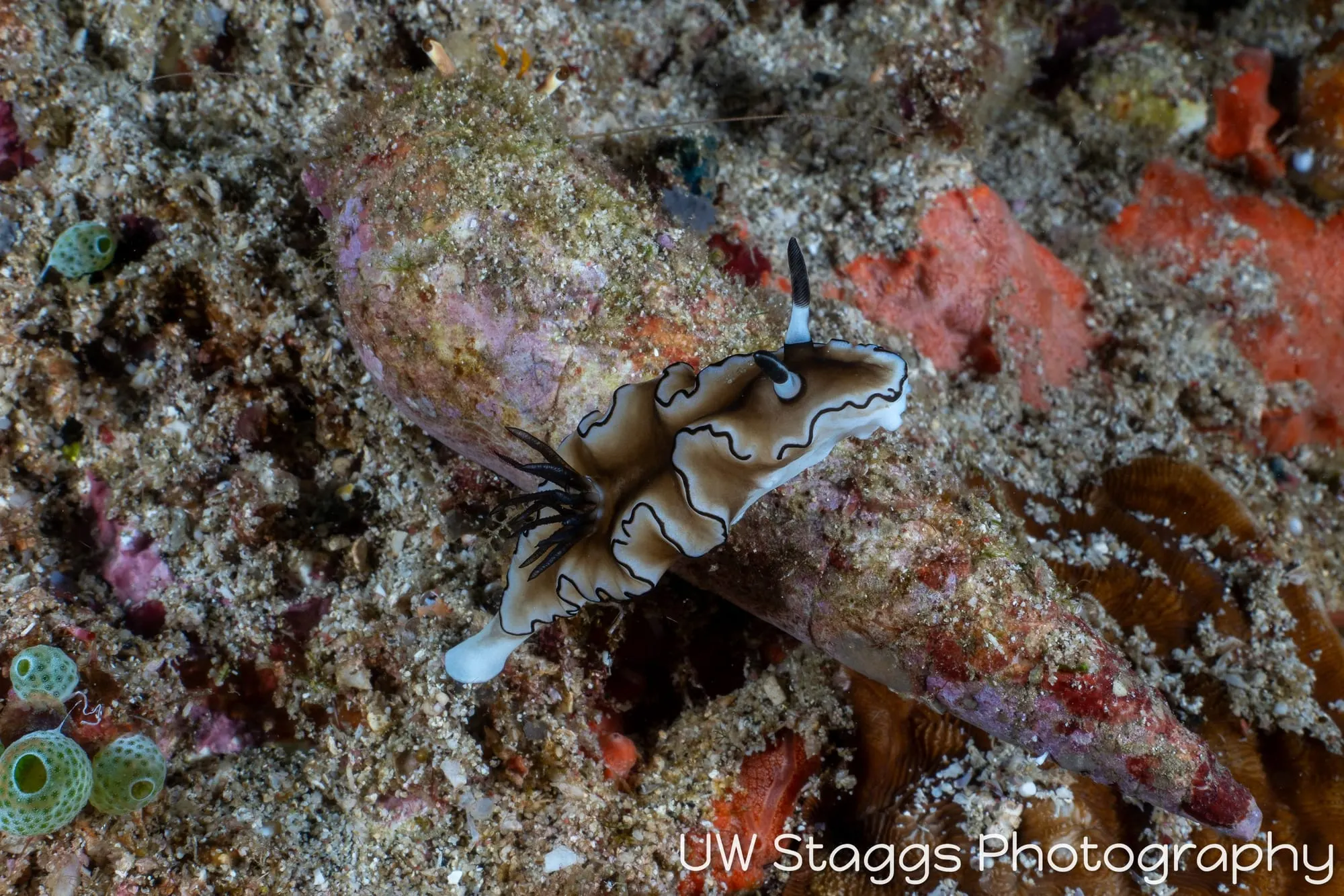 Reef Scene — Puerto Galera, Philippines
