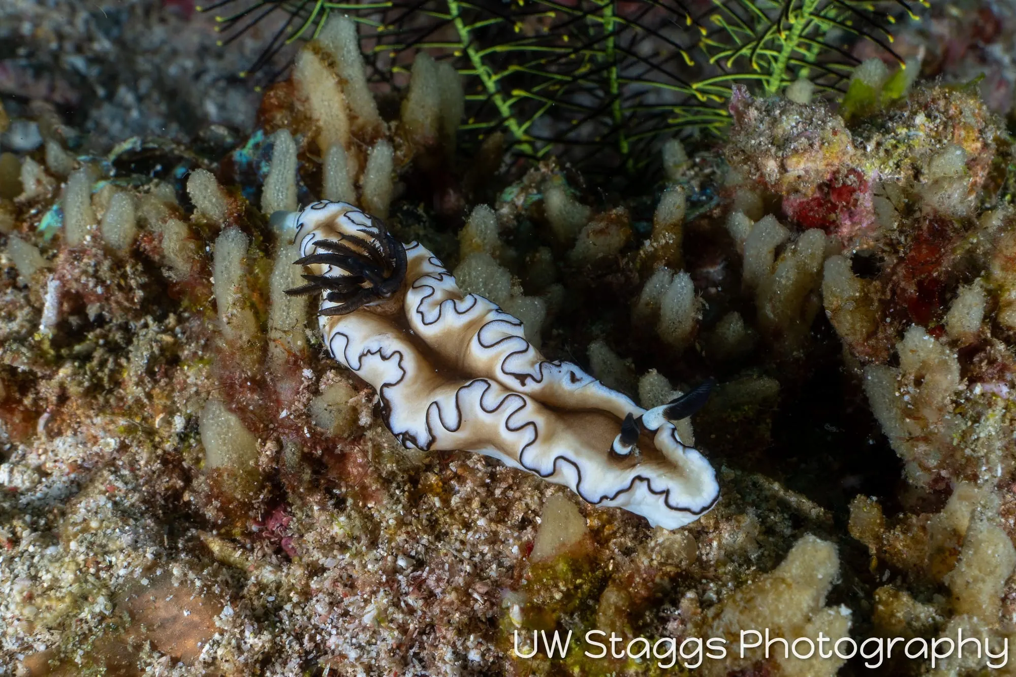 Reef Scene — Puerto Galera, Philippines