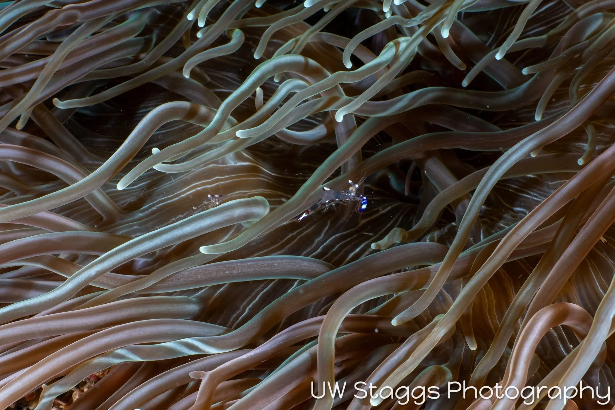 Reef Scene — Puerto Galera, Philippines