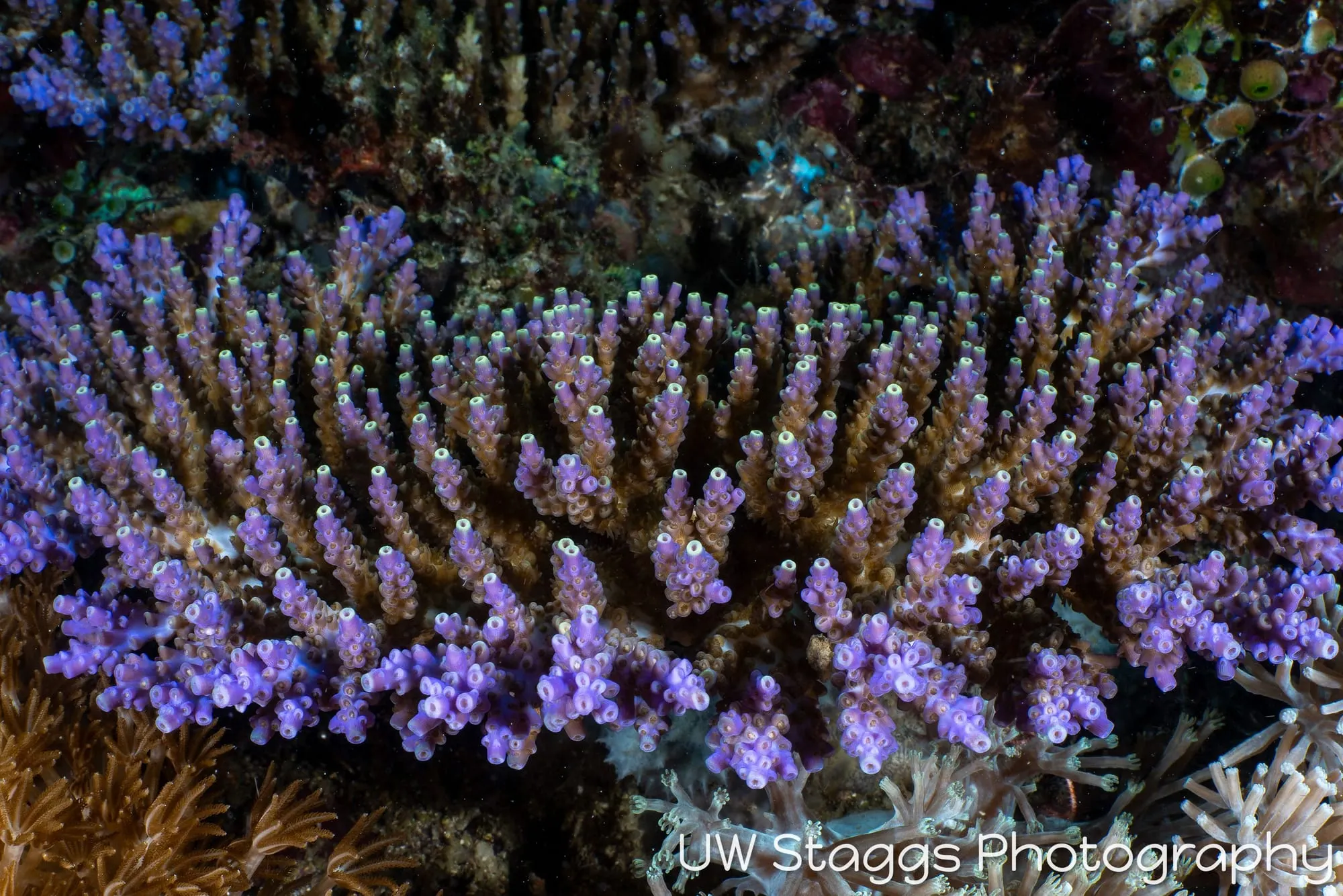 Reef Scene — Puerto Galera, Philippines