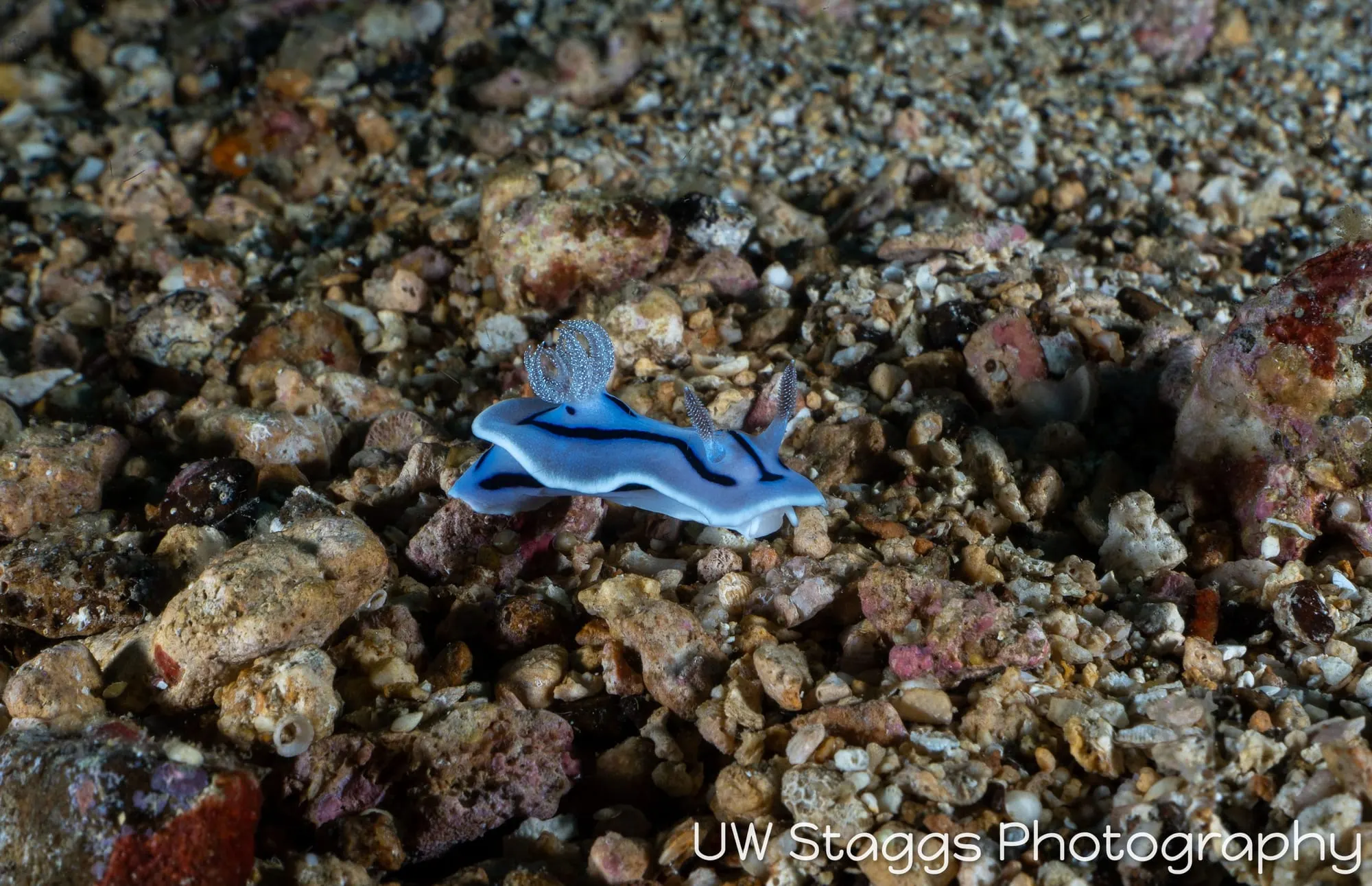 Reef Scene — Puerto Galera, Philippines