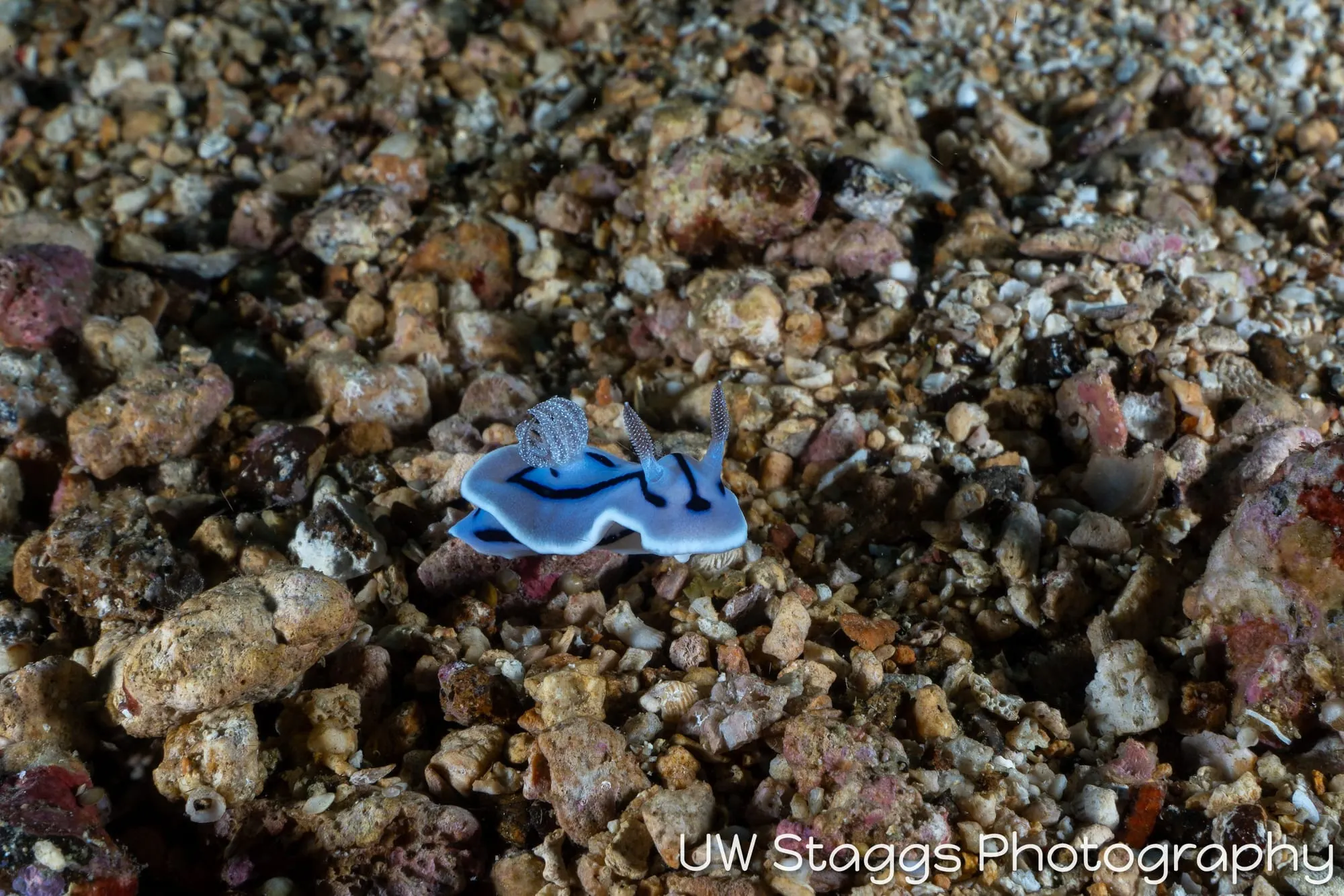 Reef Scene — Puerto Galera, Philippines