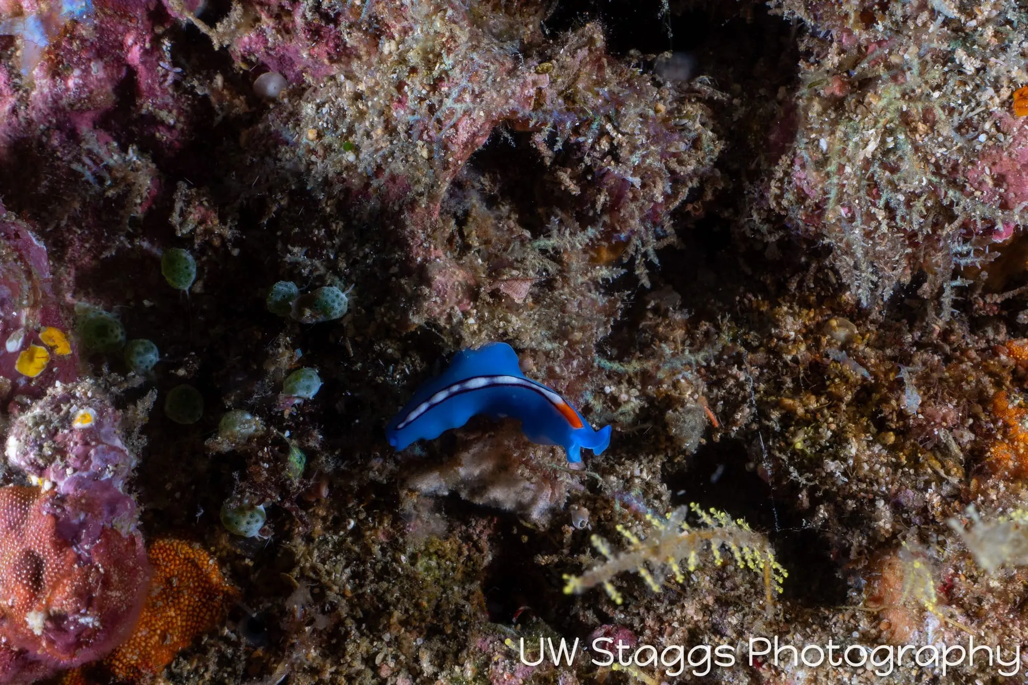 Reef Scene — Puerto Galera, Philippines