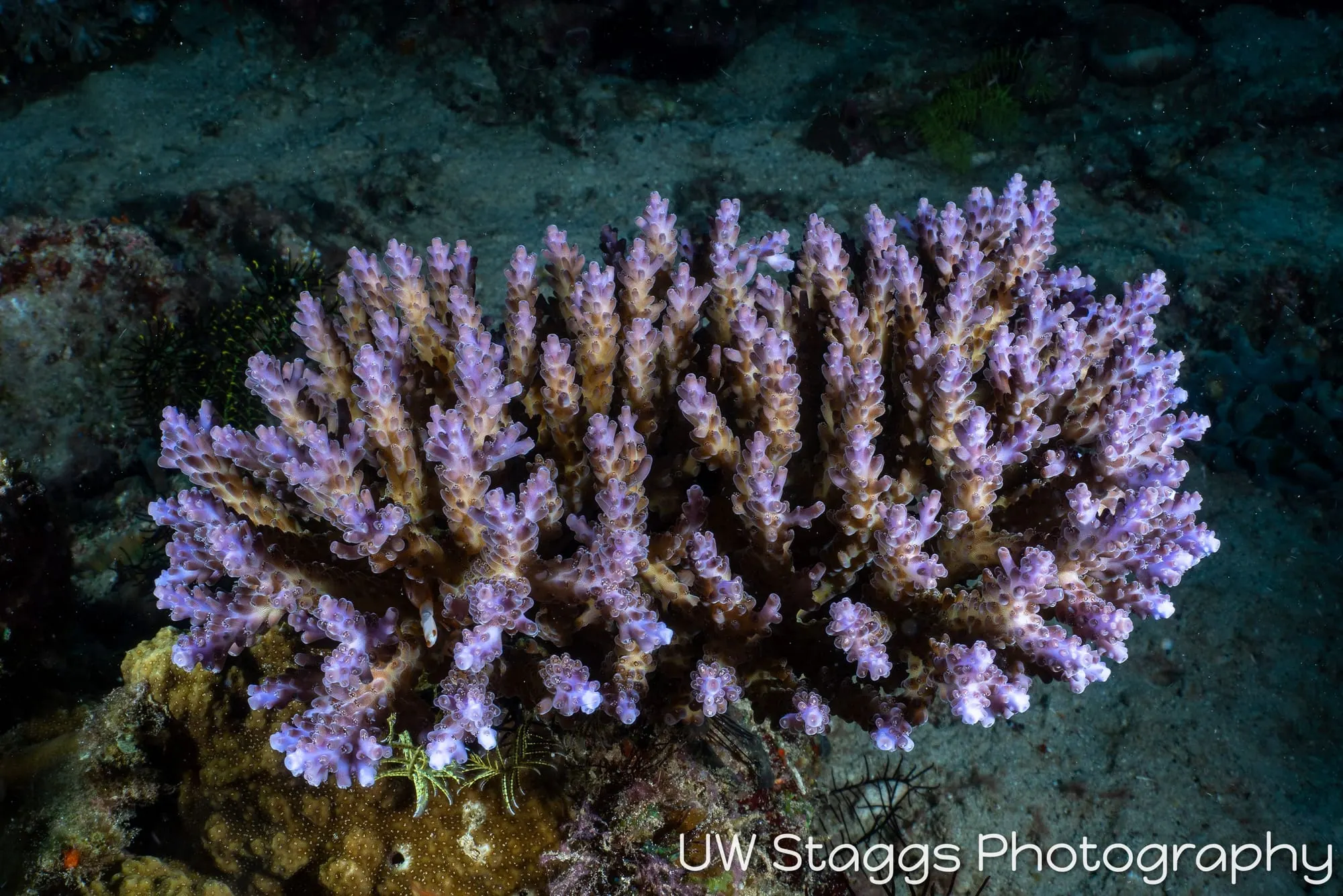 Reef Scene — Puerto Galera, Philippines