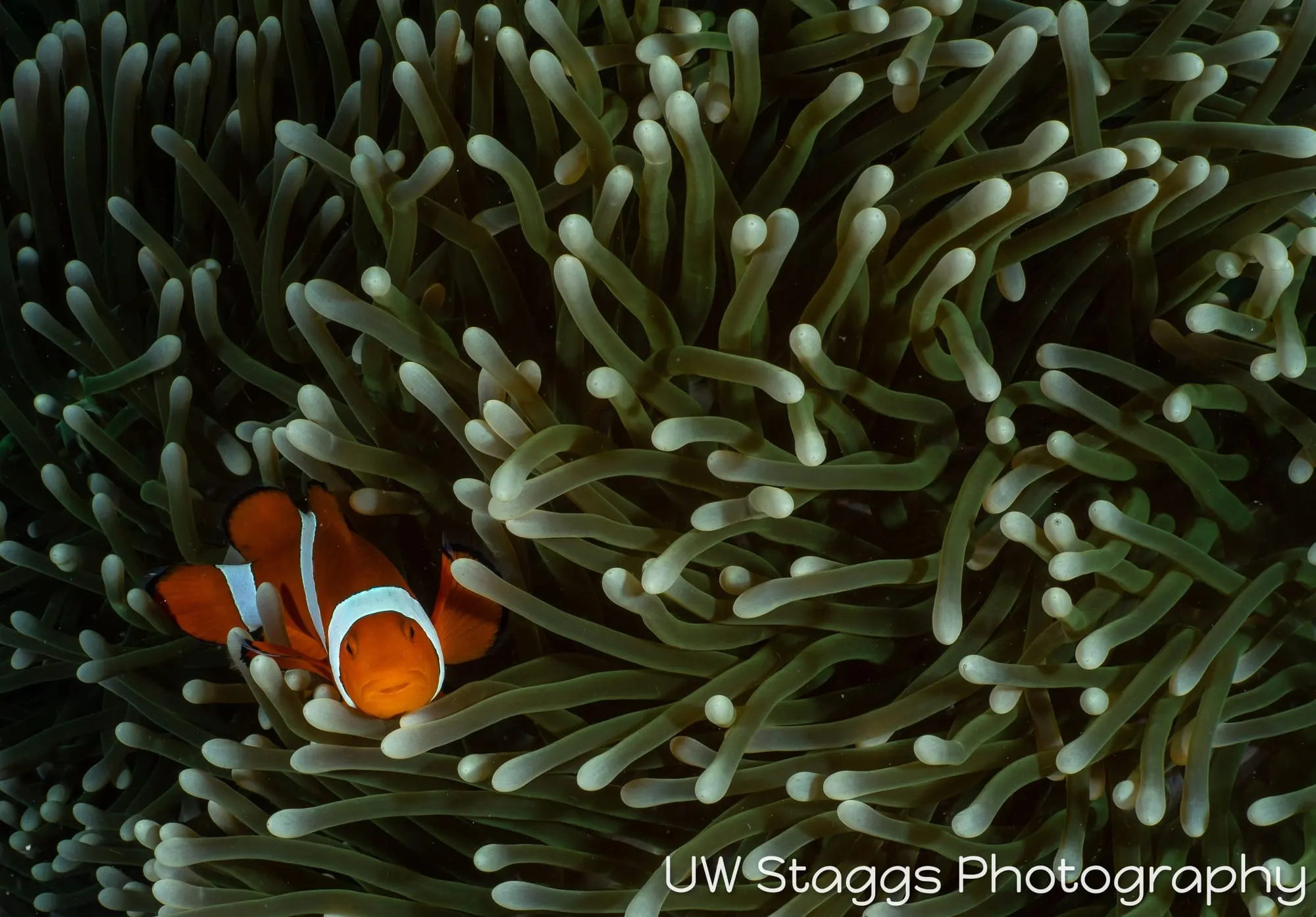 Reef Scene — Puerto Galera, Philippines