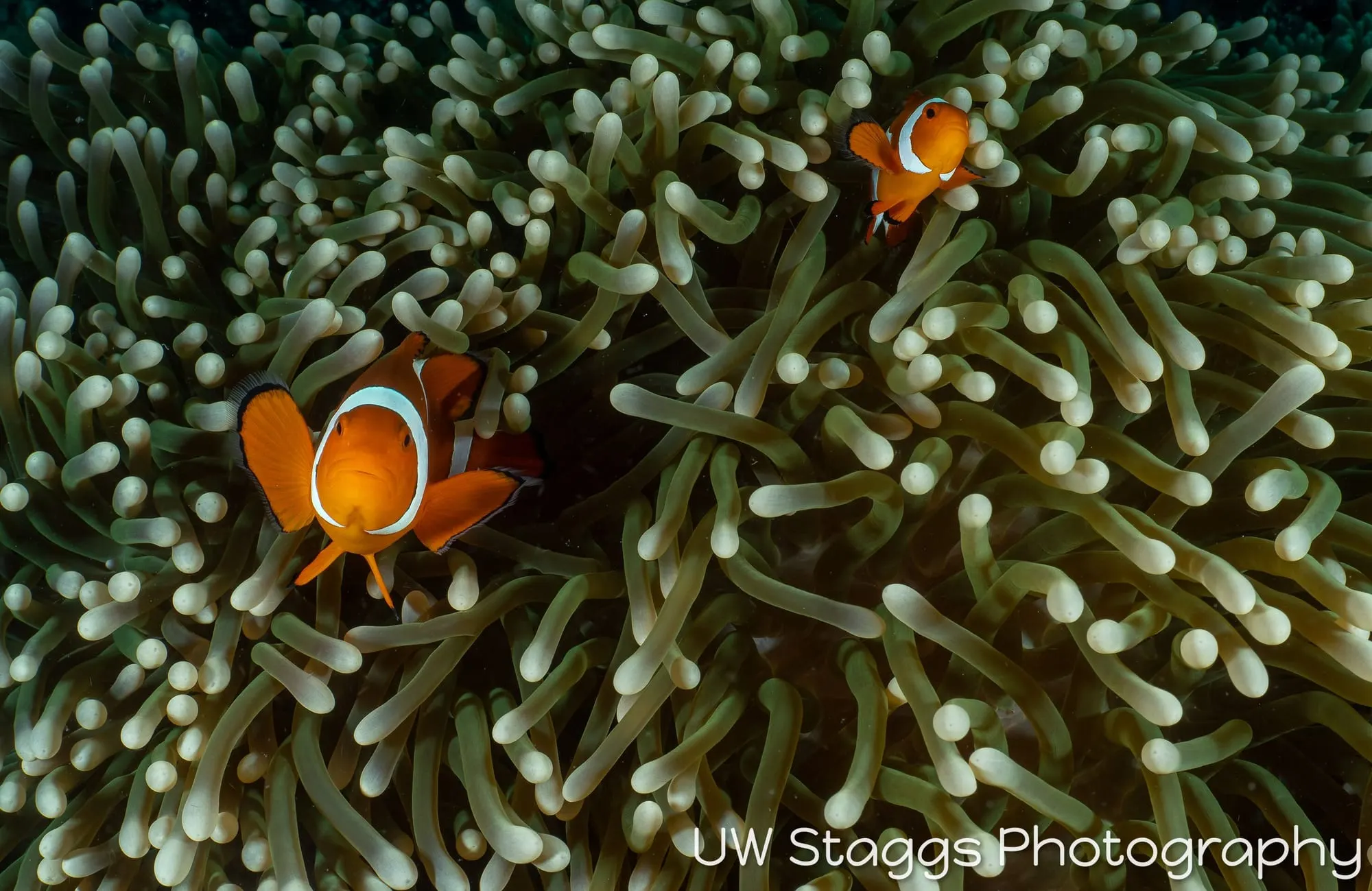 Reef Scene — Puerto Galera, Philippines