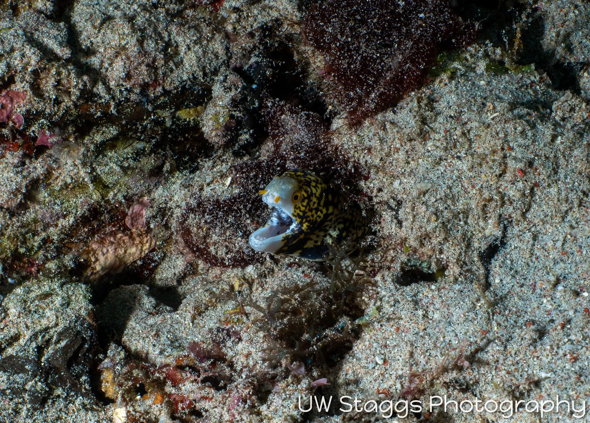 Reef Scene — Puerto Galera, Philippines