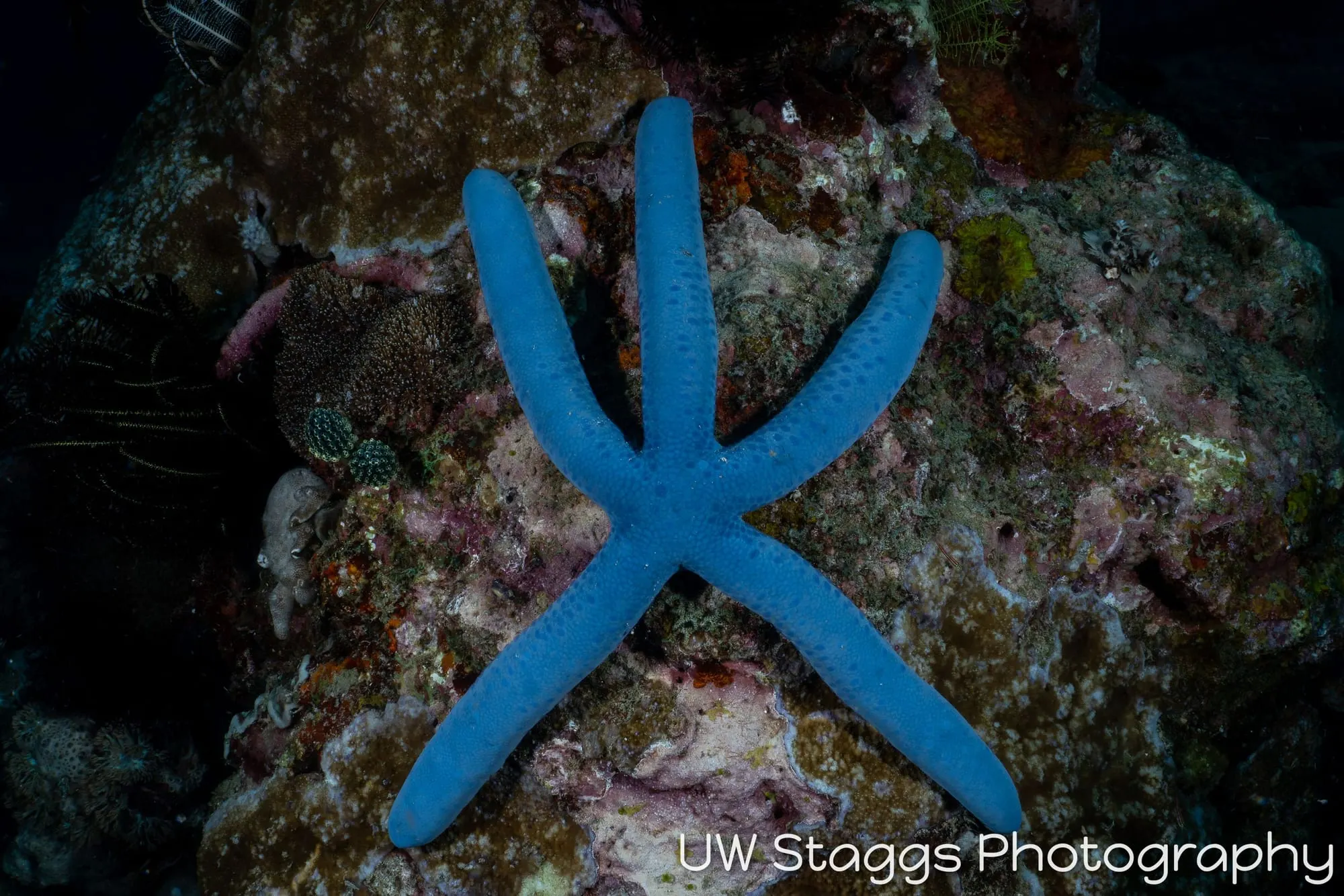 Reef Scene — Puerto Galera, Philippines