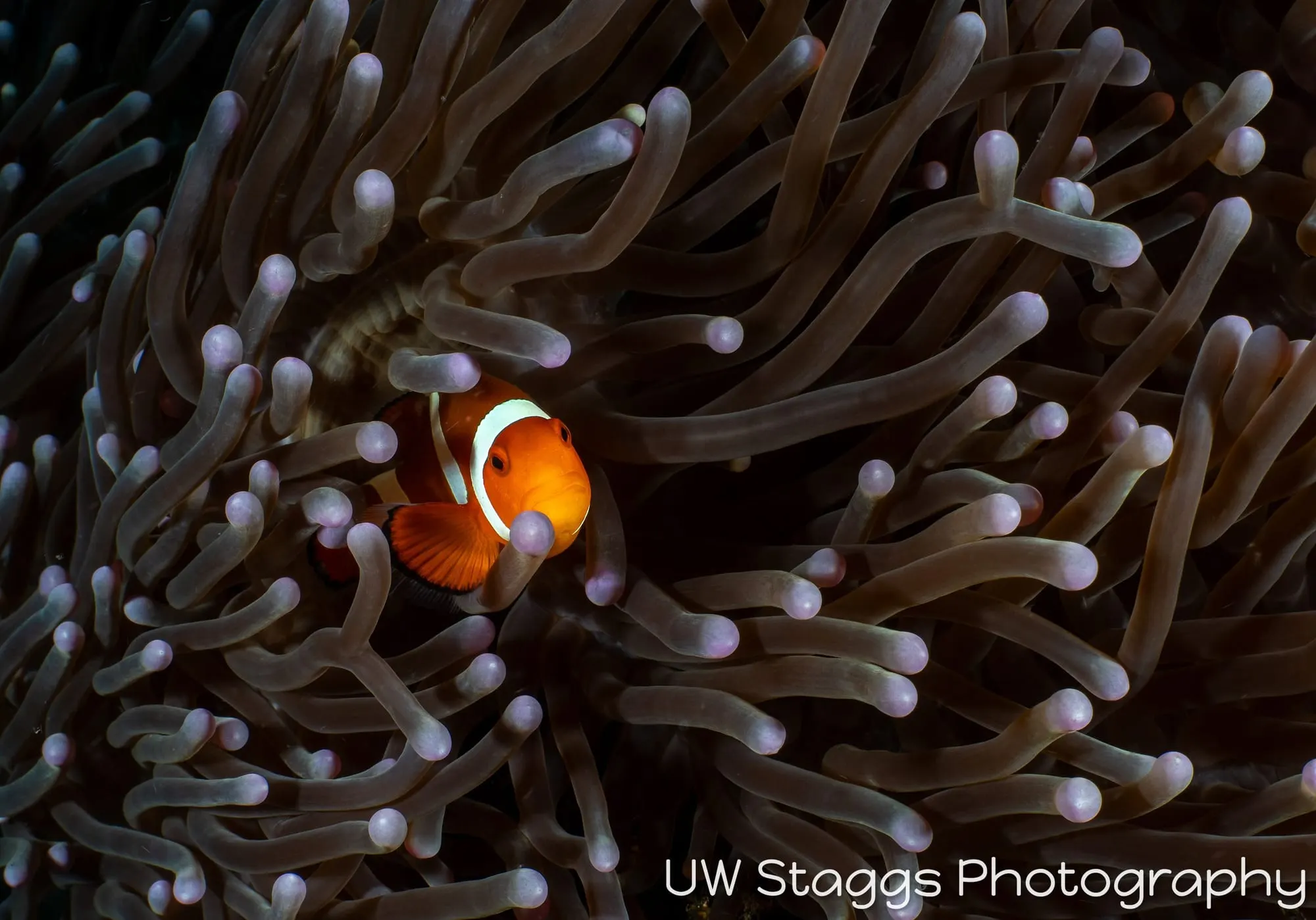 Reef Scene — Puerto Galera, Philippines