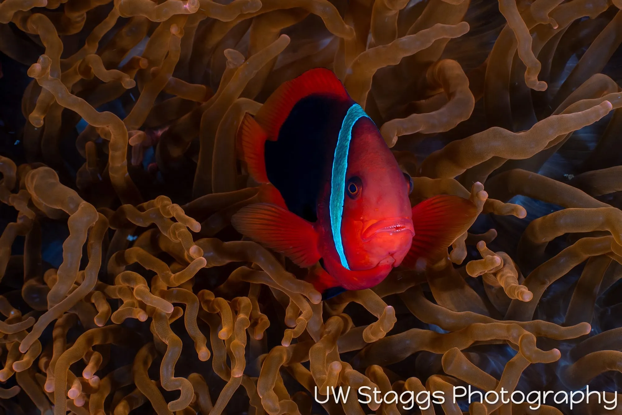 Reef Scene — Puerto Galera, Philippines