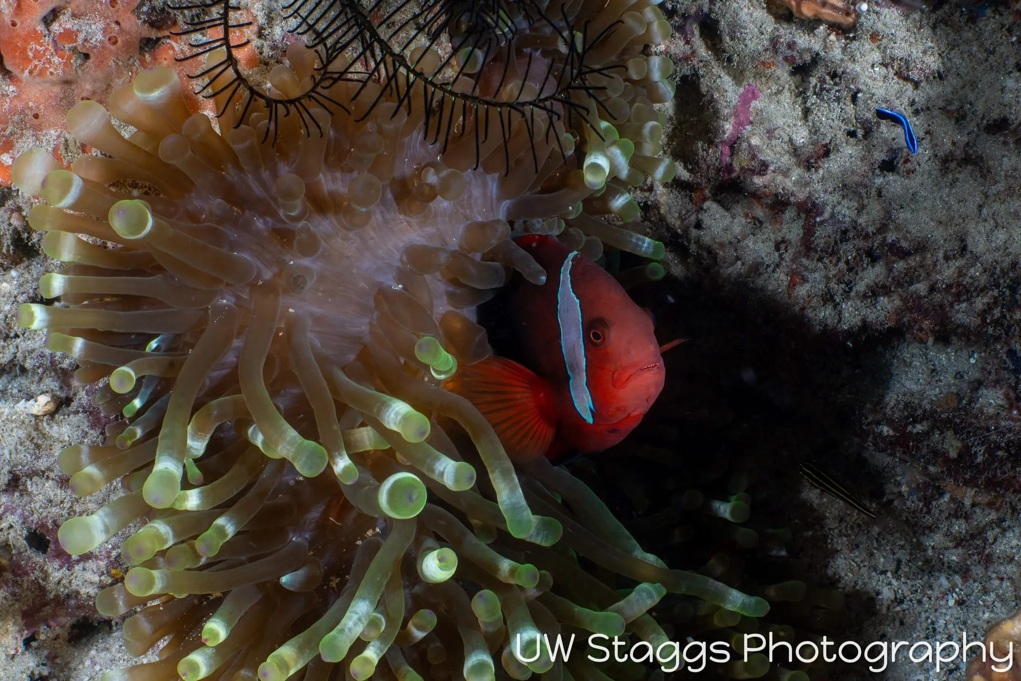 Reef Scene — Puerto Galera, Philippines