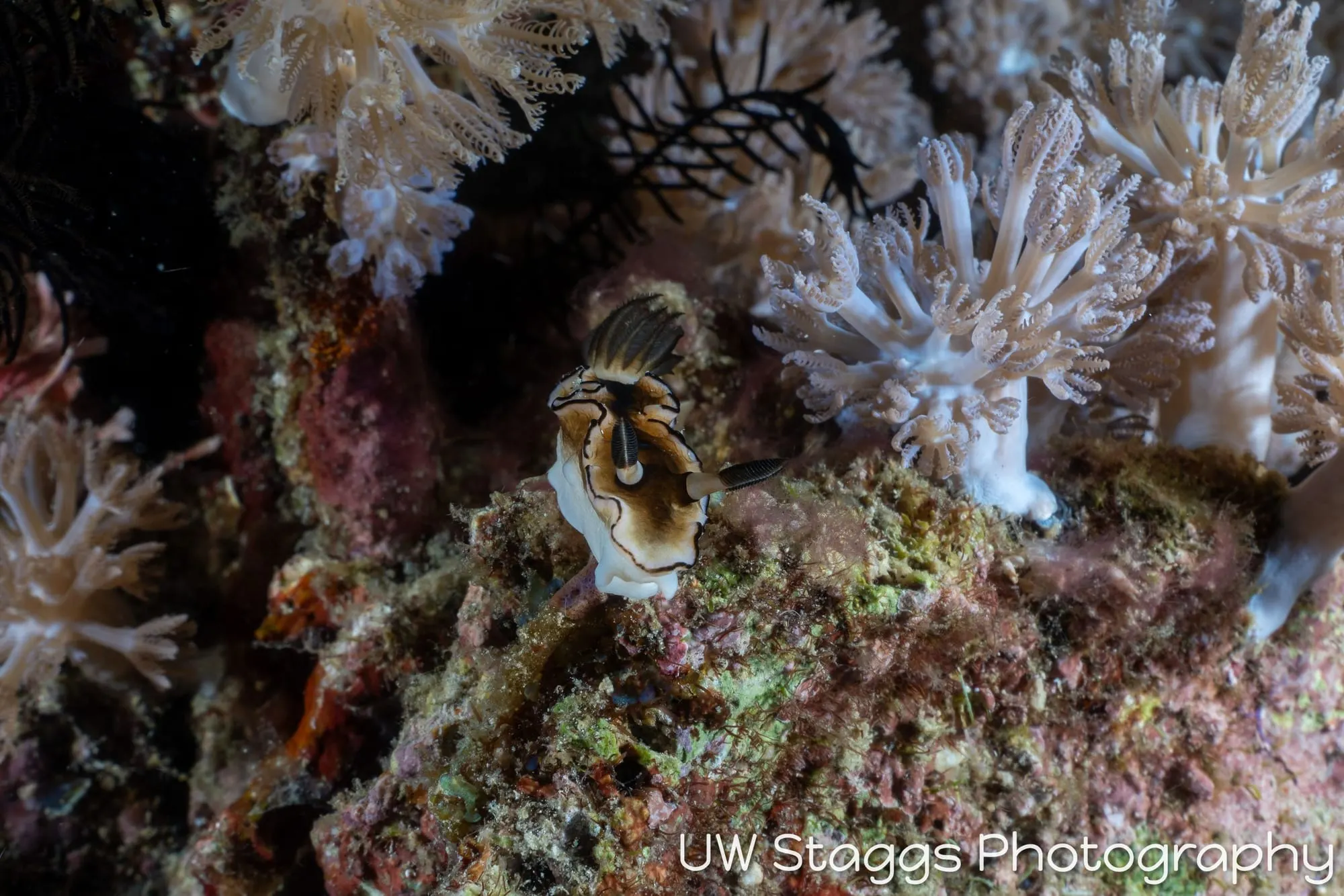Reef Scene — Puerto Galera, Philippines