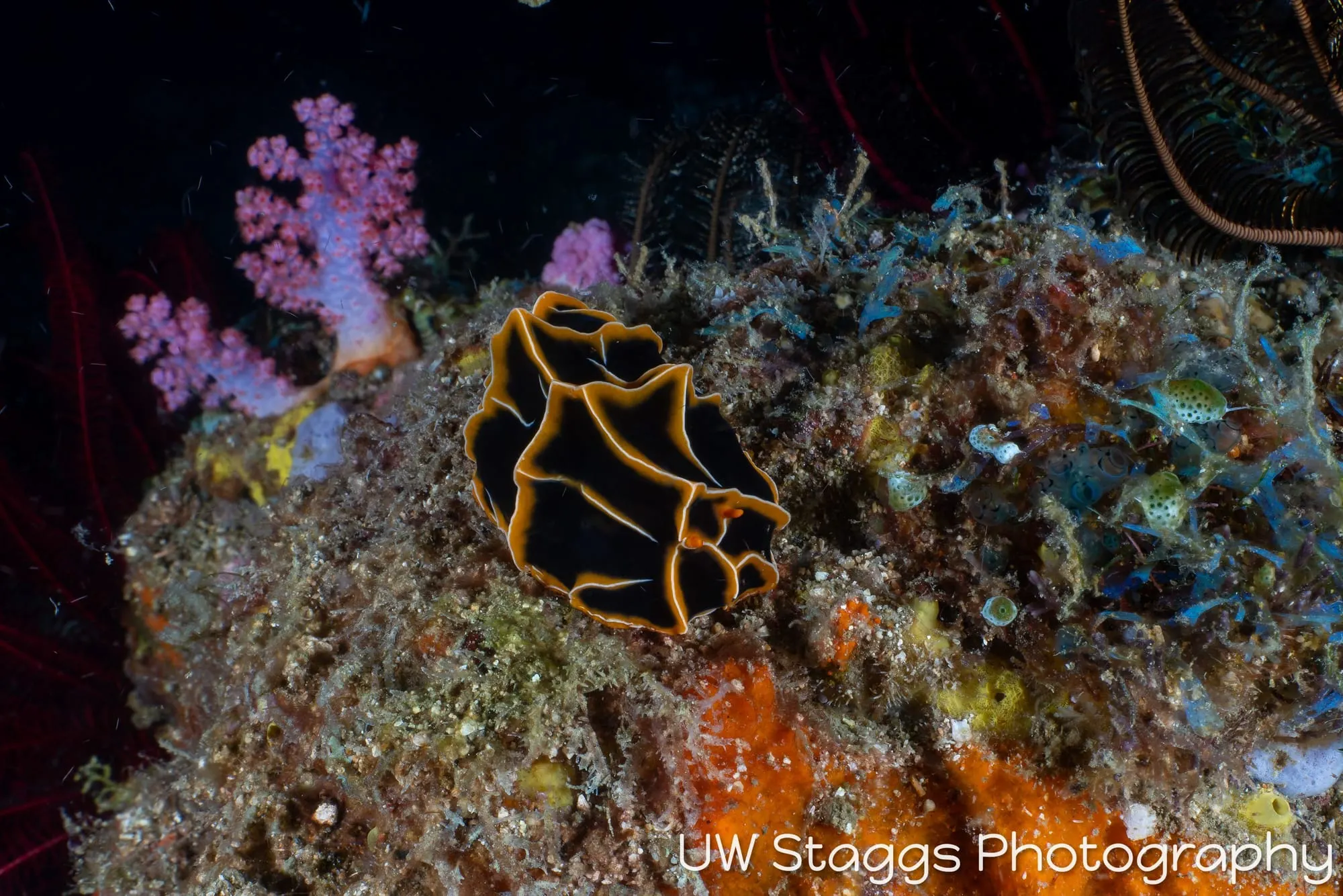 Reef Scene — Puerto Galera, Philippines