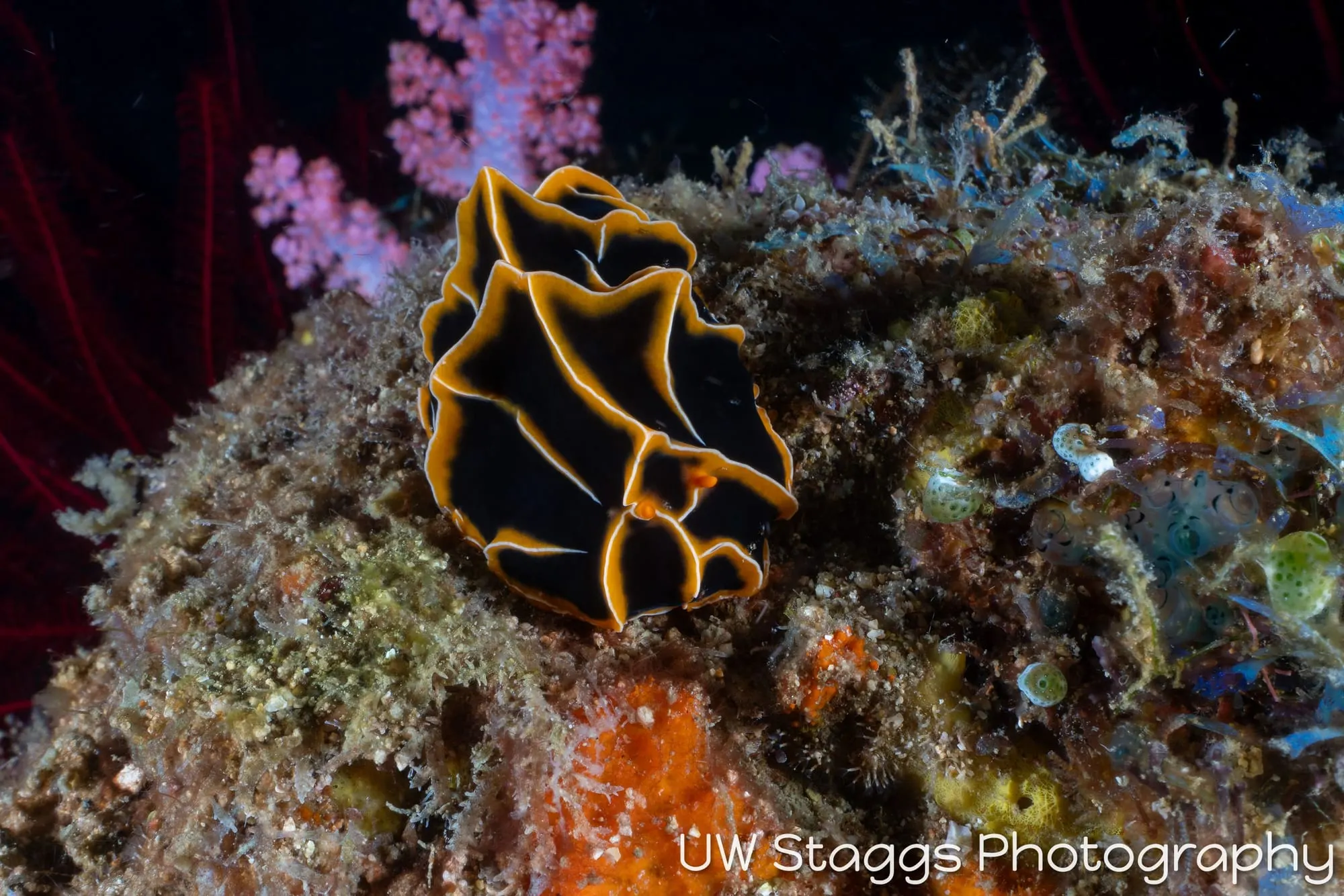 Reef Scene — Puerto Galera, Philippines