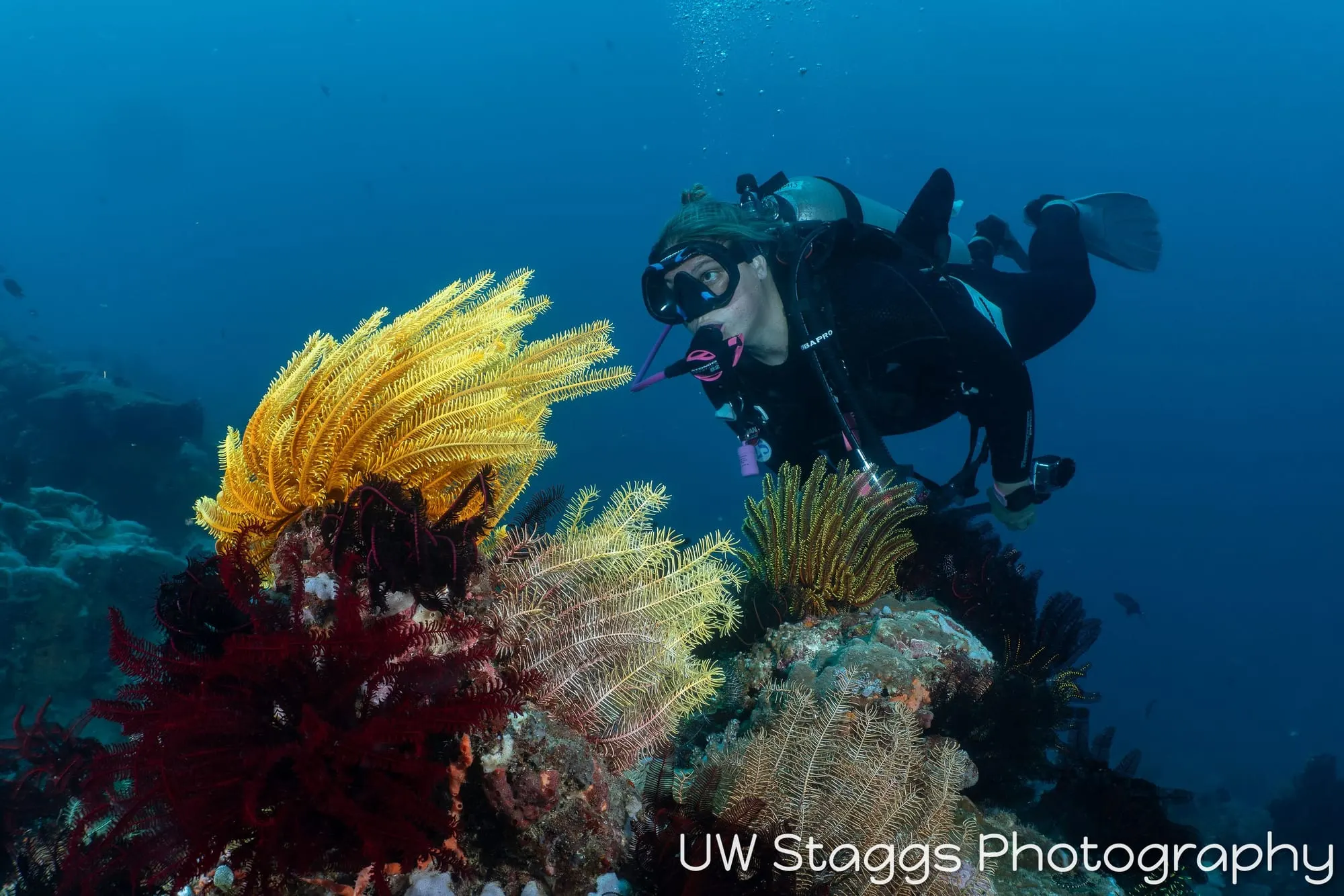Reef Scene — Puerto Galera, Philippines