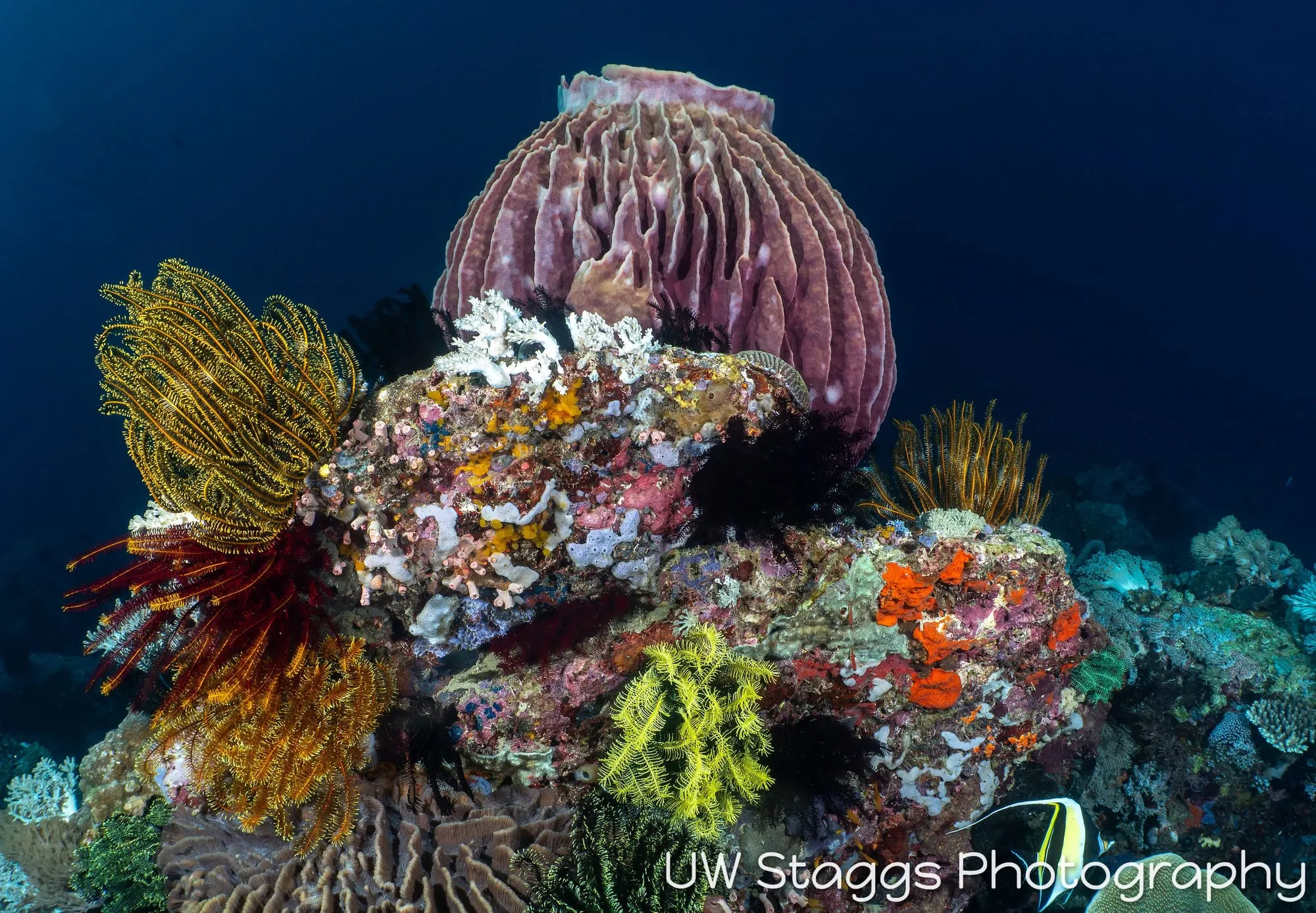 Reef Scene — Puerto Galera, Philippines