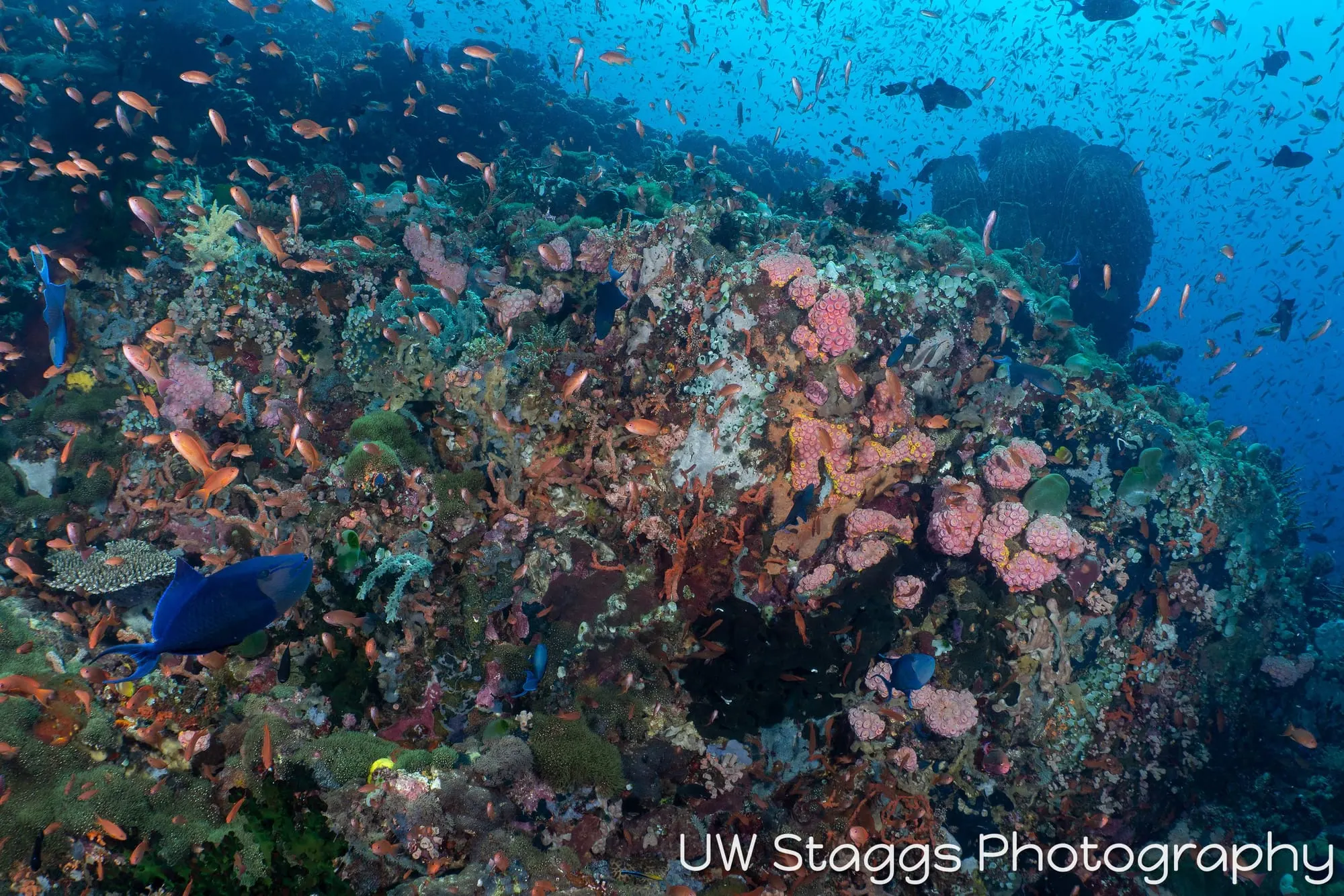 Reef Scene — Puerto Galera, Philippines