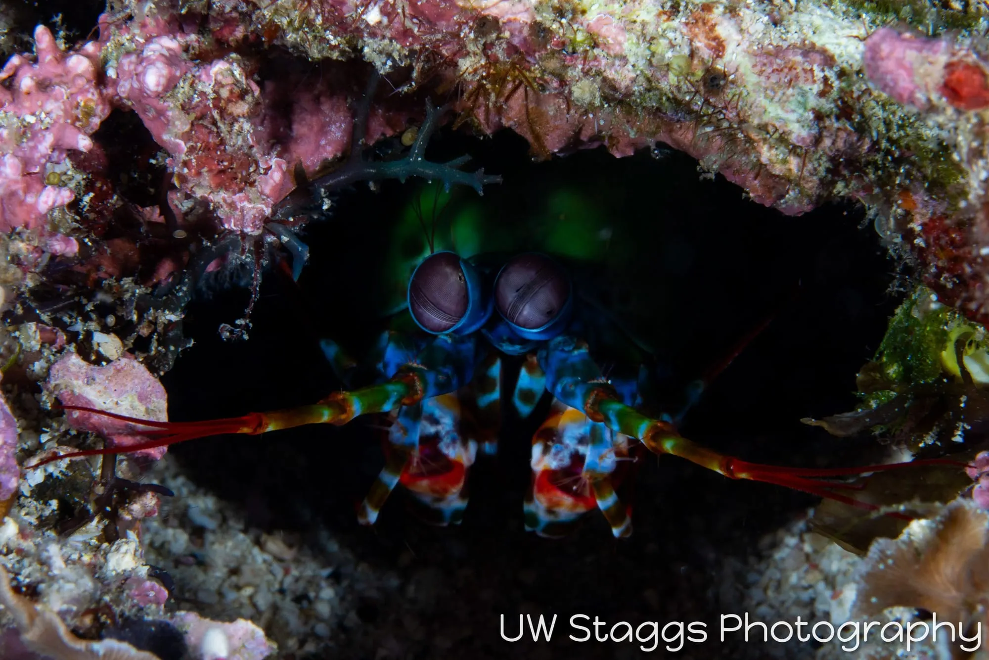 Reef Scene — Puerto Galera, Philippines
