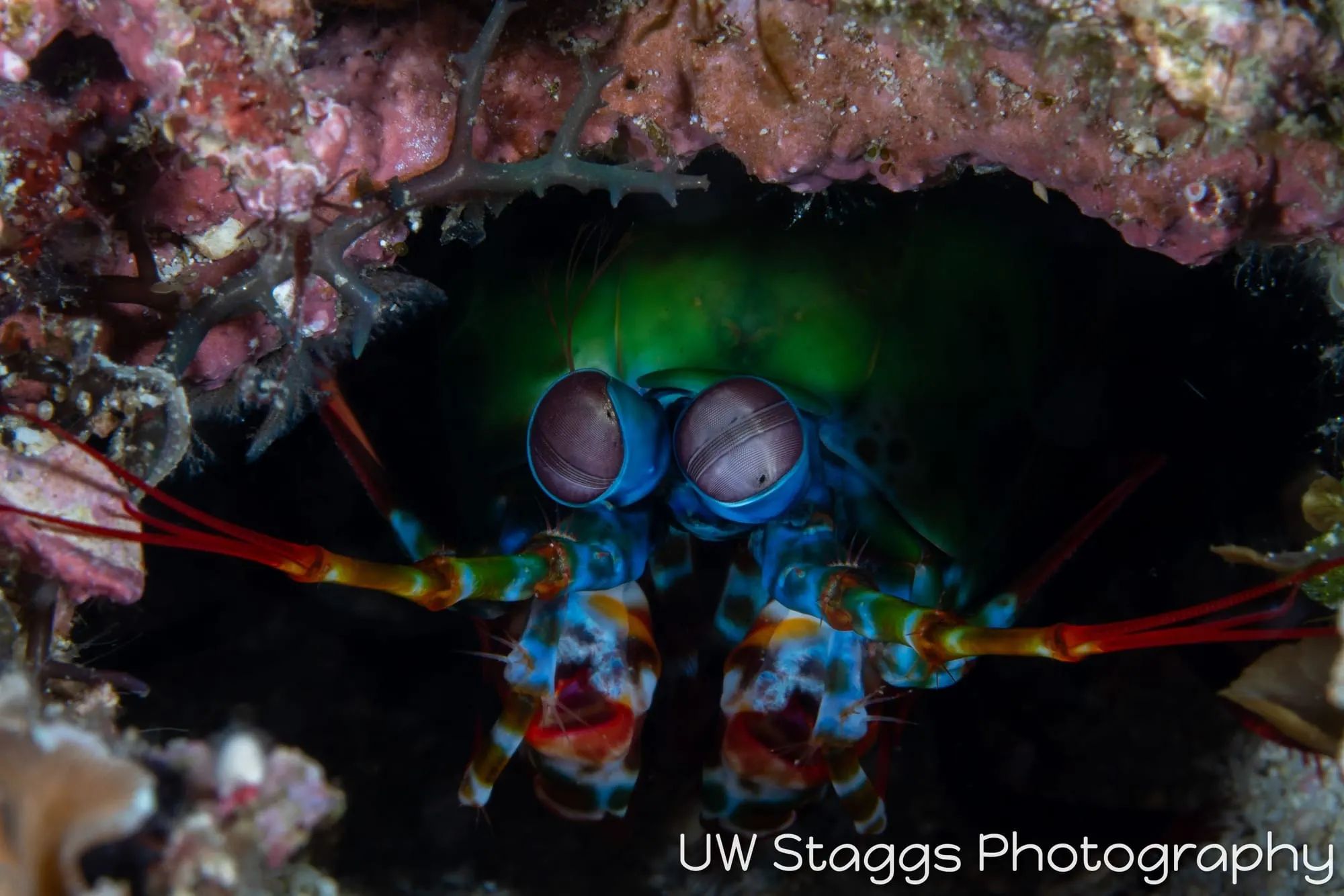 Reef Scene — Puerto Galera, Philippines