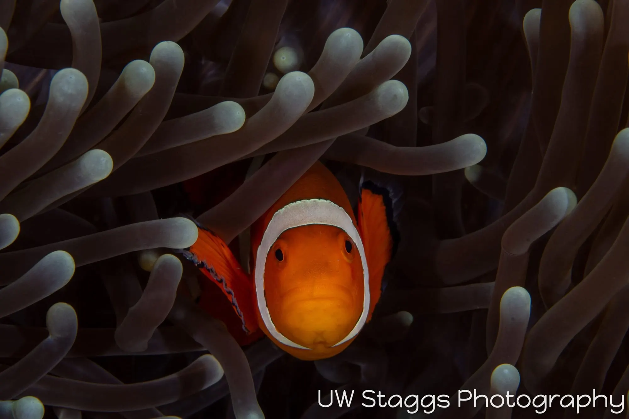 Reef Scene — Puerto Galera, Philippines