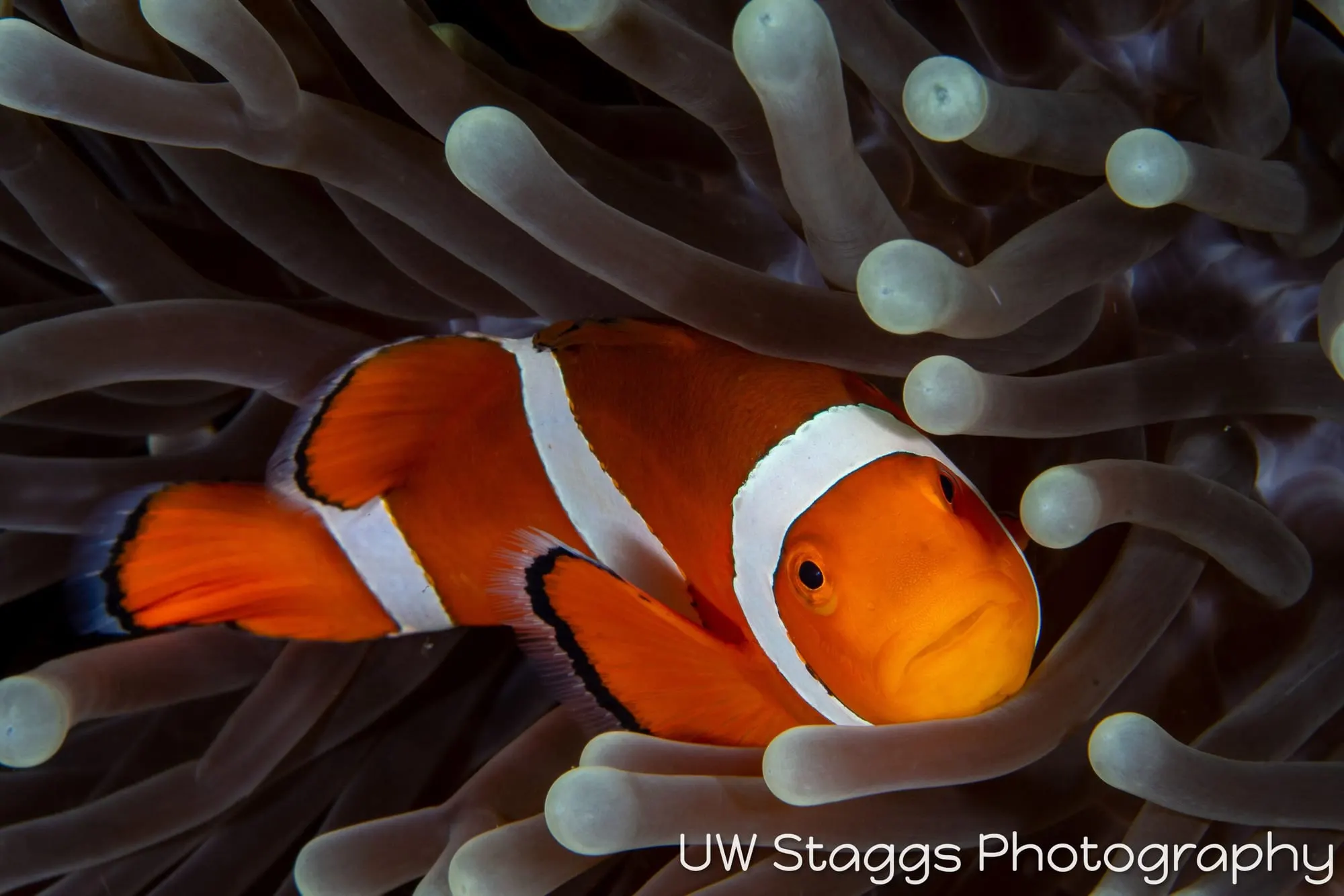 Reef Scene — Puerto Galera, Philippines