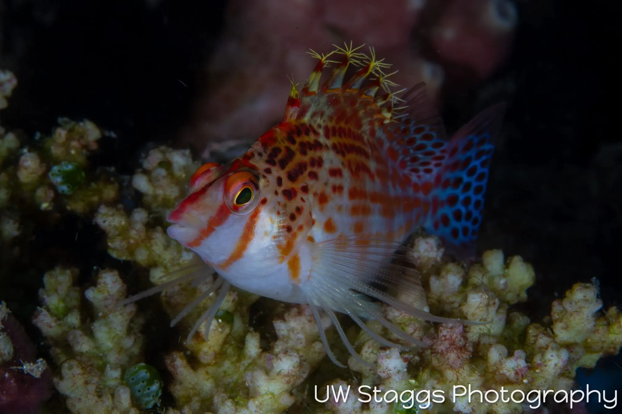 Reef Scene — Puerto Galera, Philippines