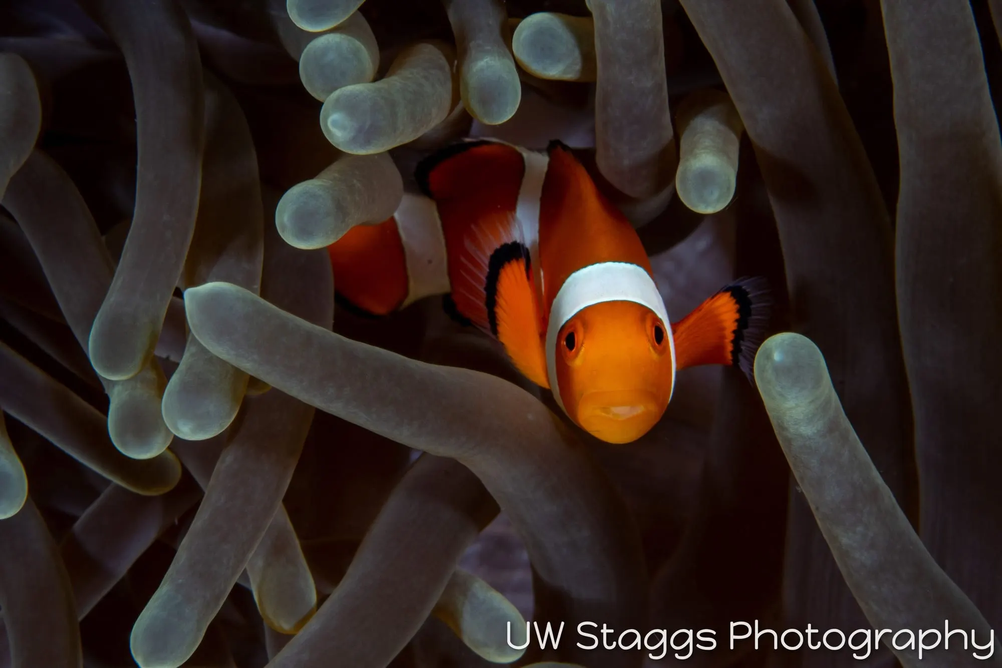 Reef Scene — Puerto Galera, Philippines