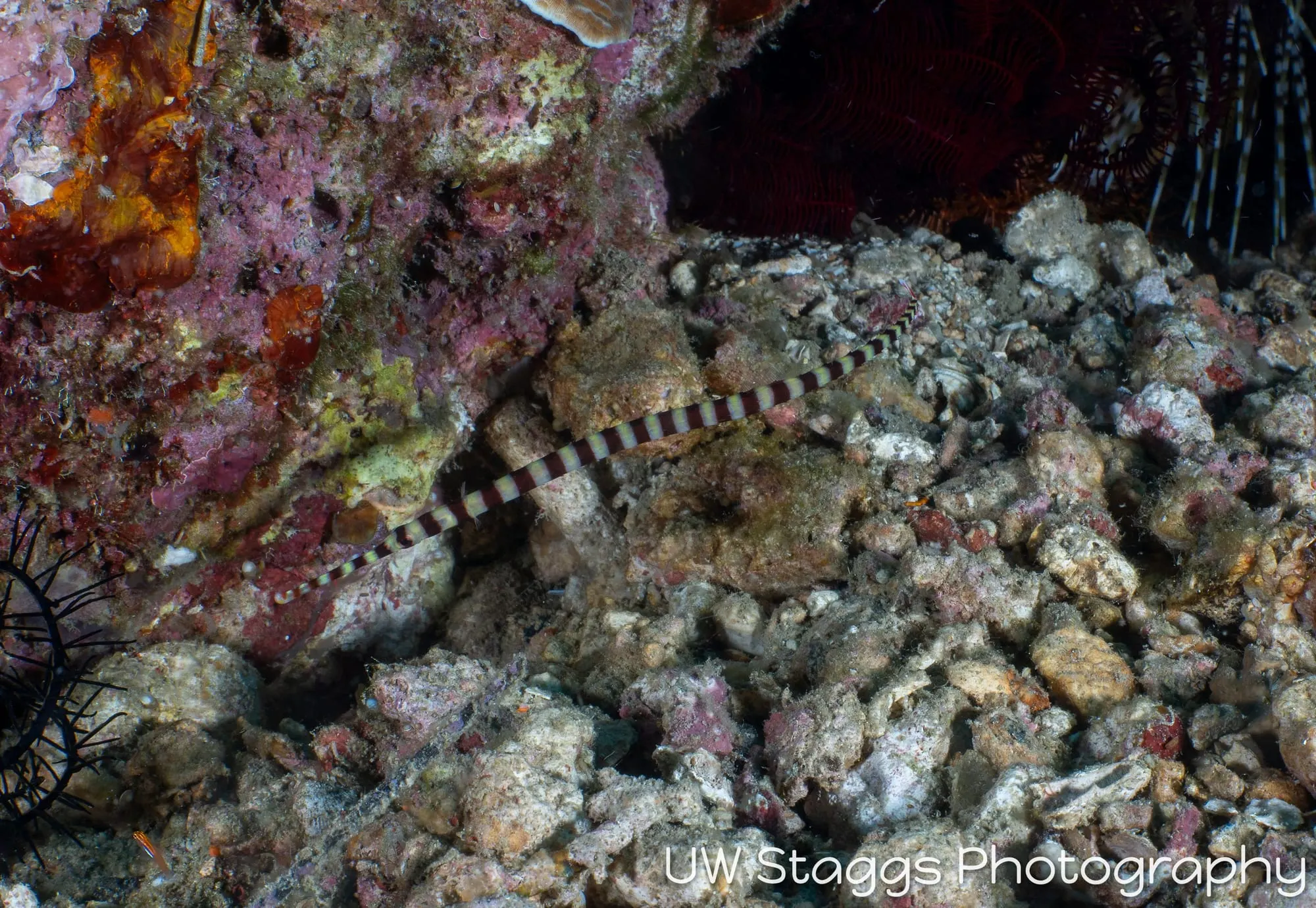 Reef Scene — Puerto Galera, Philippines
