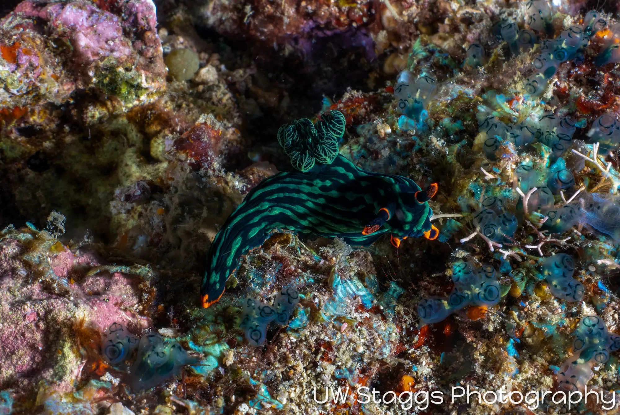 Reef Scene — Puerto Galera, Philippines