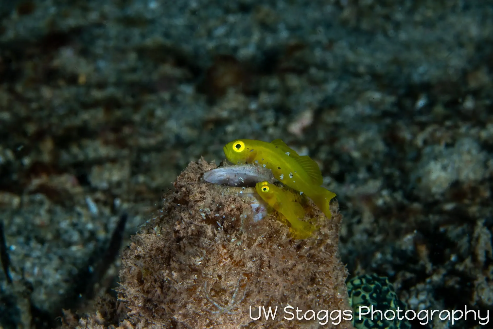 Reef Scene — Puerto Galera, Philippines