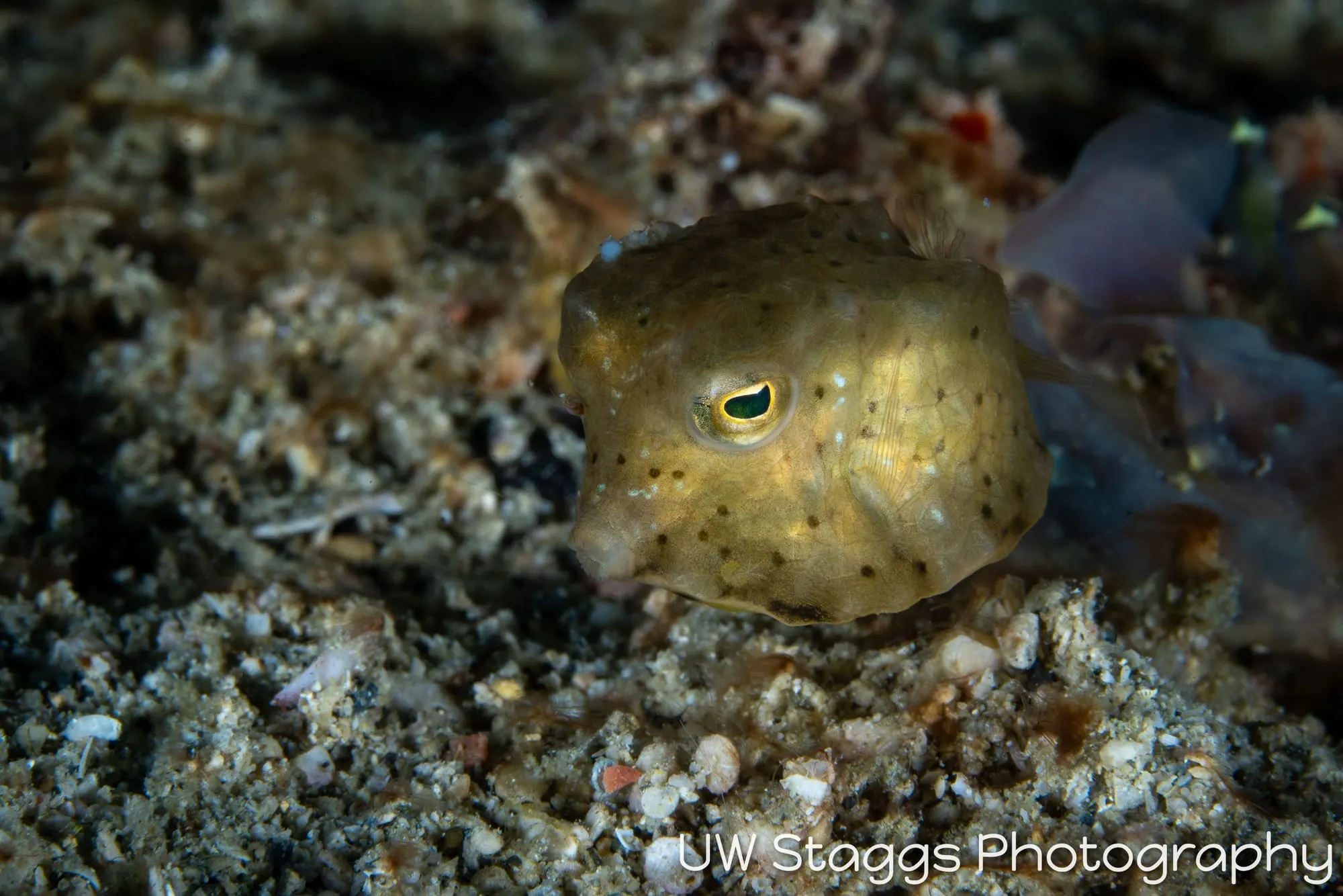 Reef Scene — Puerto Galera, Philippines