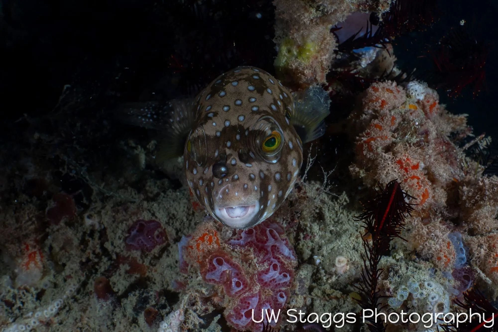 Reef Scene — Puerto Galera, Philippines