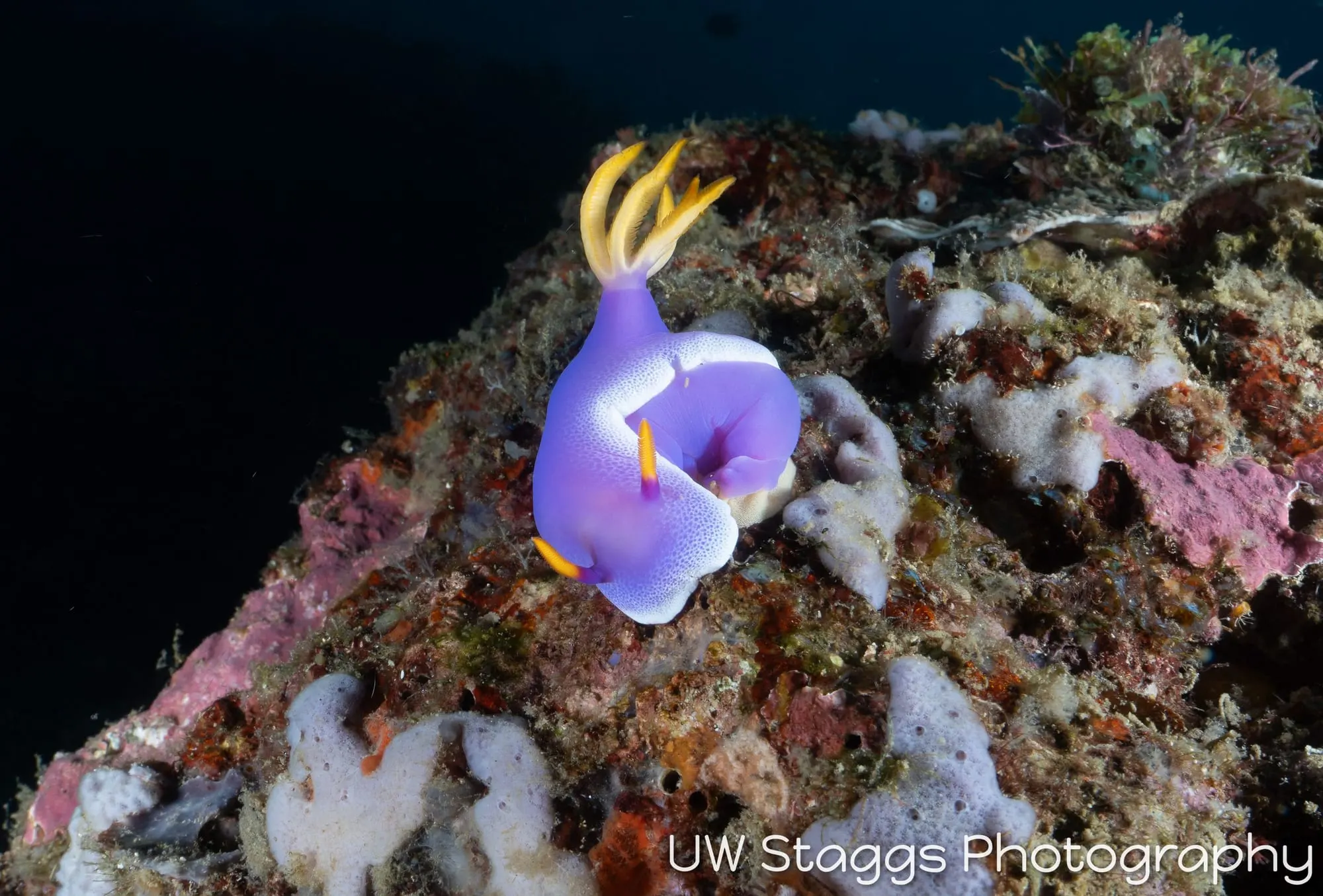 Reef Scene — Puerto Galera, Philippines