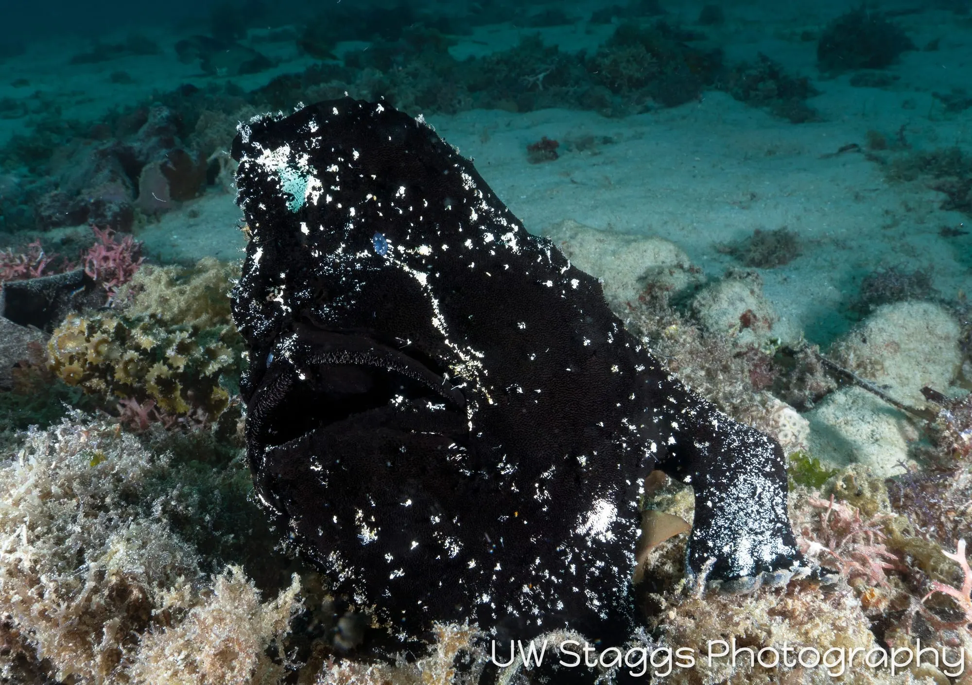 Reef Scene — Puerto Galera, Philippines