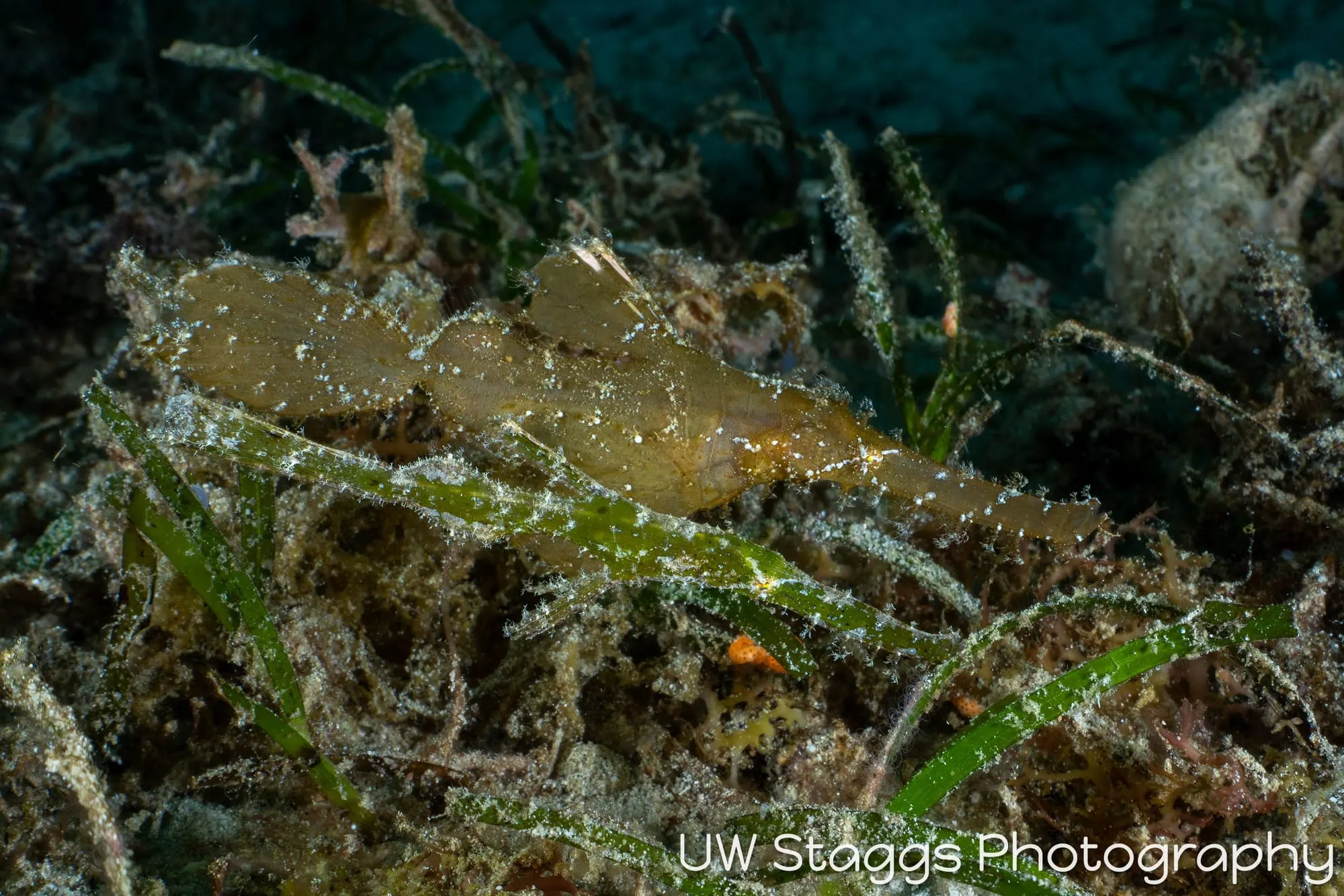 Reef Scene — Puerto Galera, Philippines