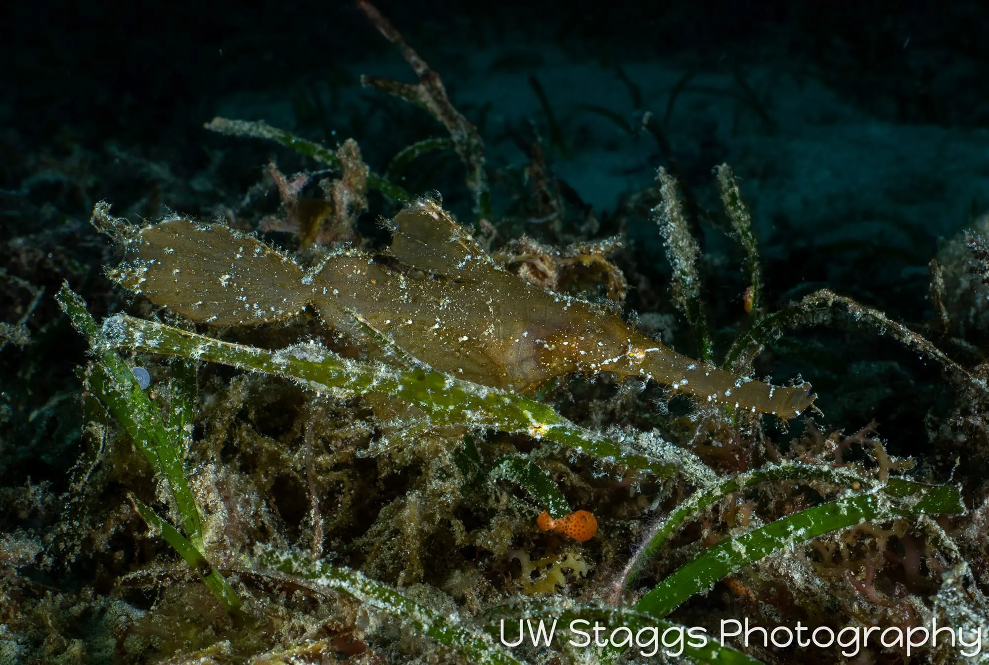 Reef Scene — Puerto Galera, Philippines