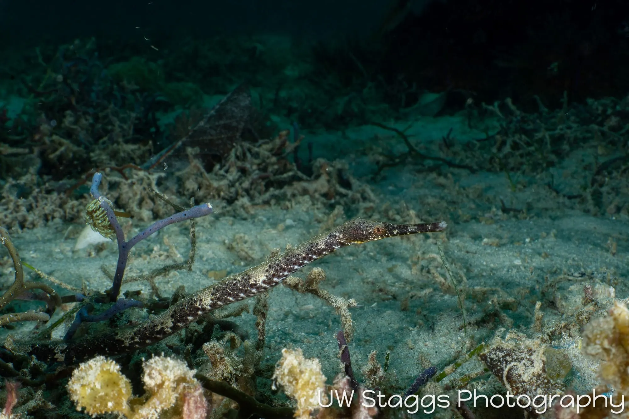 Reef Scene — Puerto Galera, Philippines