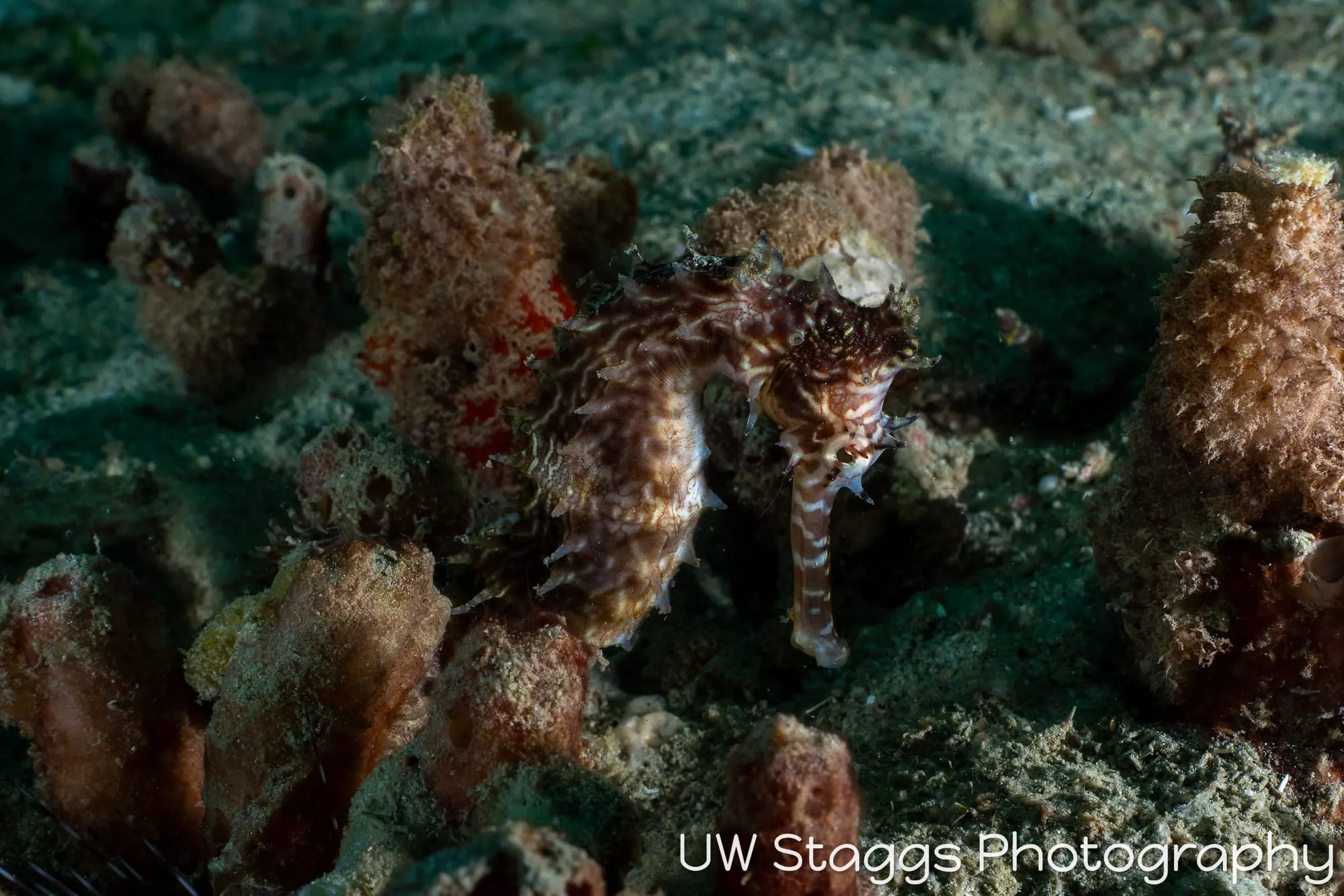 Reef Scene — Puerto Galera, Philippines