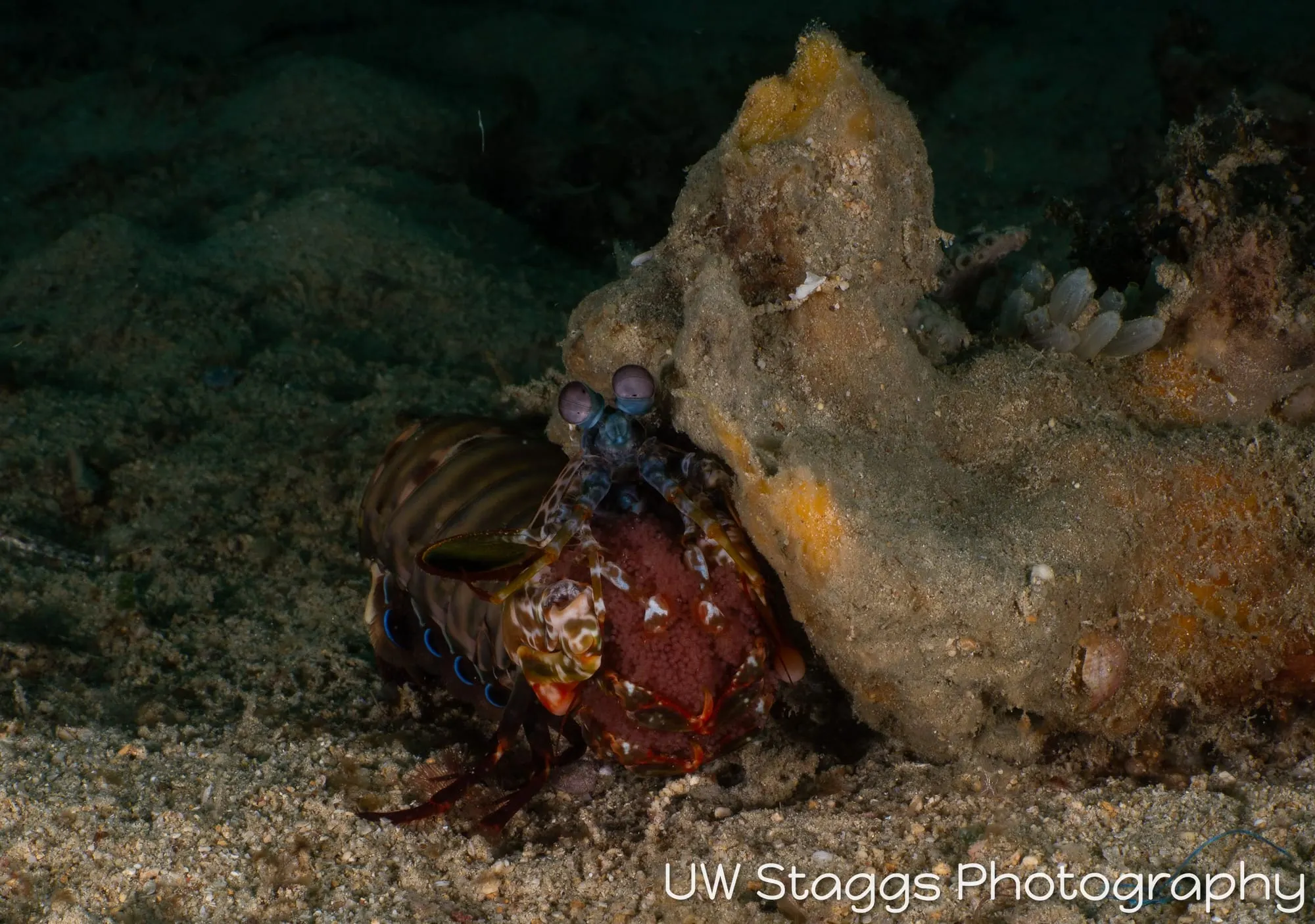 Reef Scene — Puerto Galera, Philippines