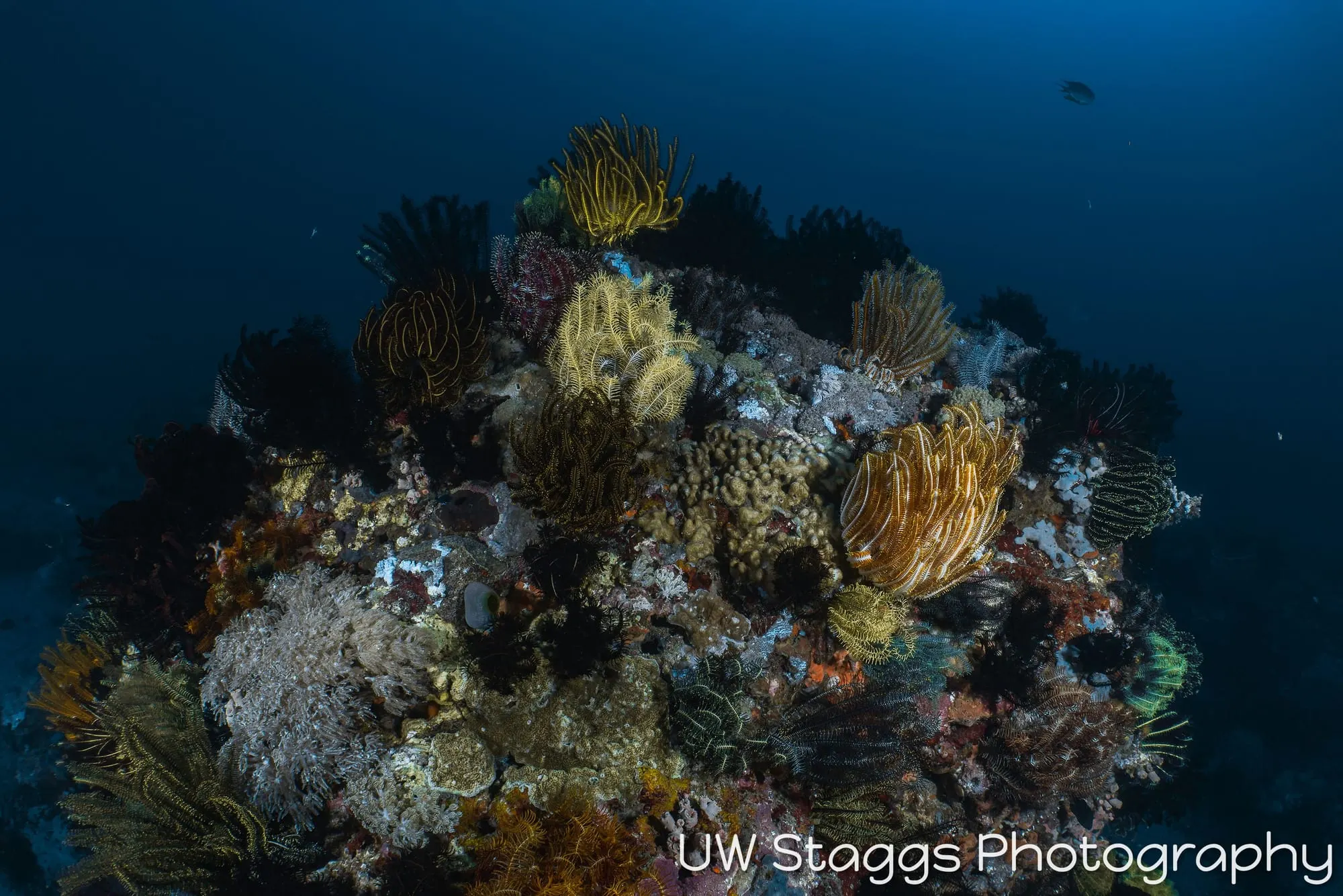 Reef Scene — Puerto Galera, Philippines
