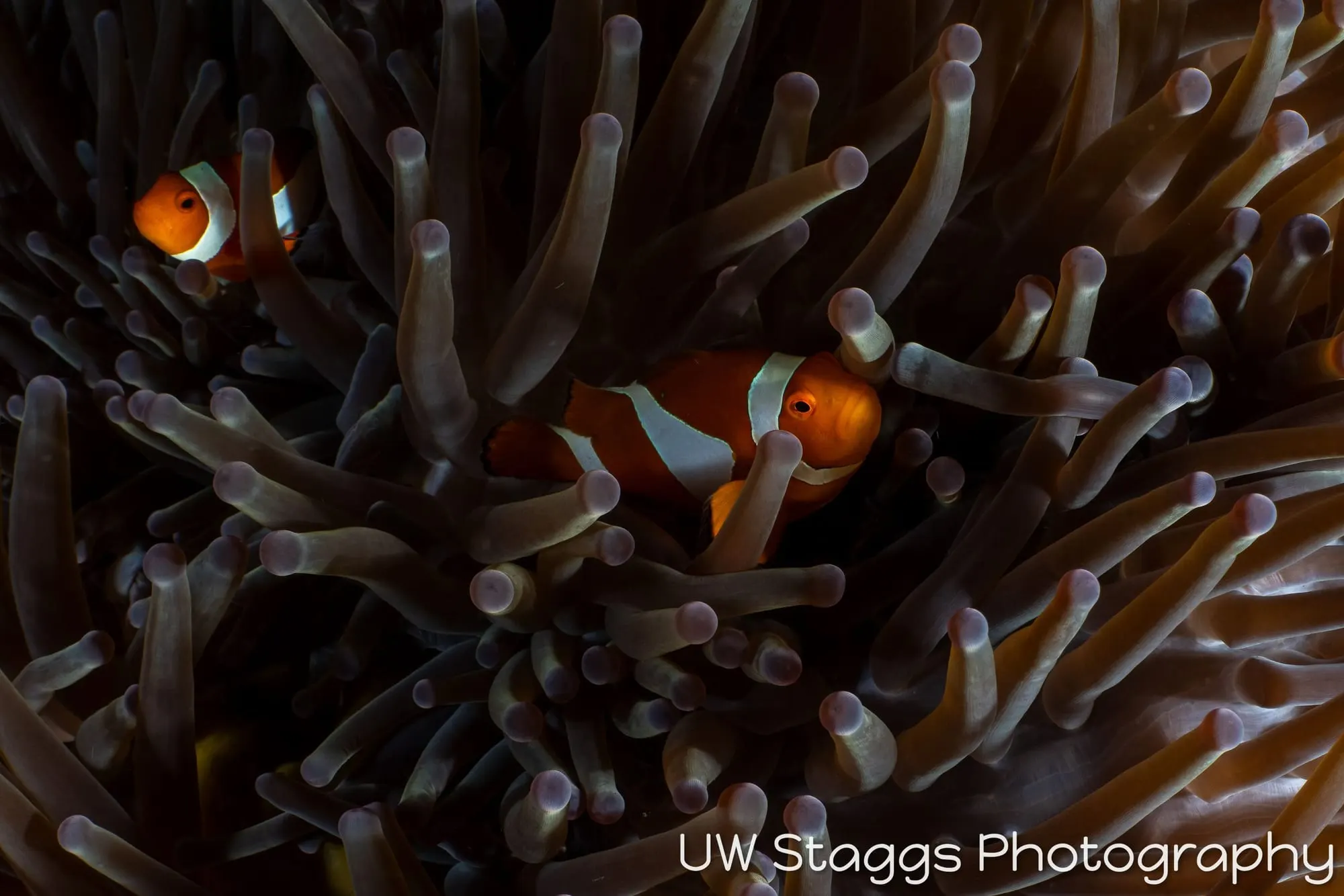 Reef Scene — Puerto Galera, Philippines