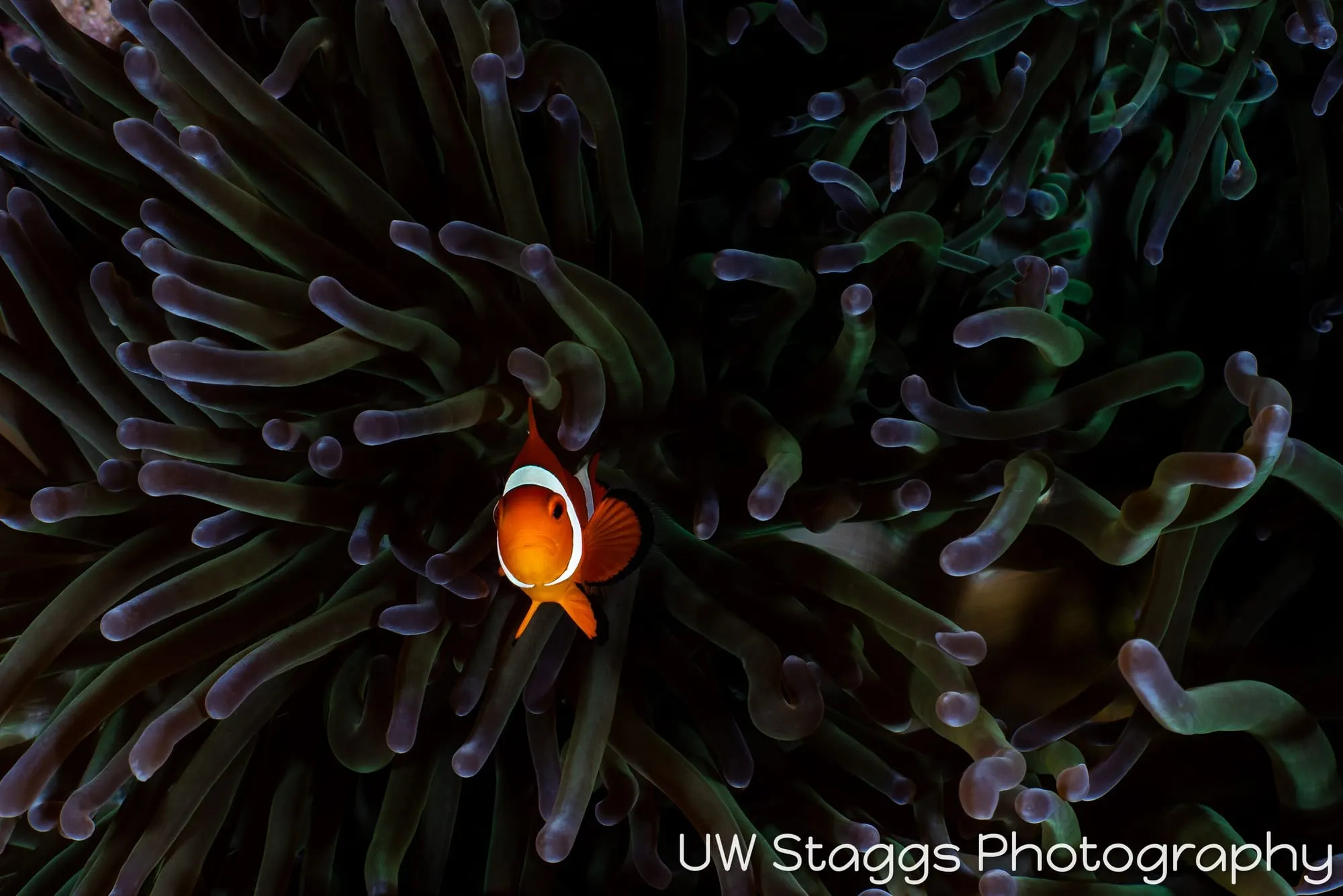 Reef Scene — Puerto Galera, Philippines