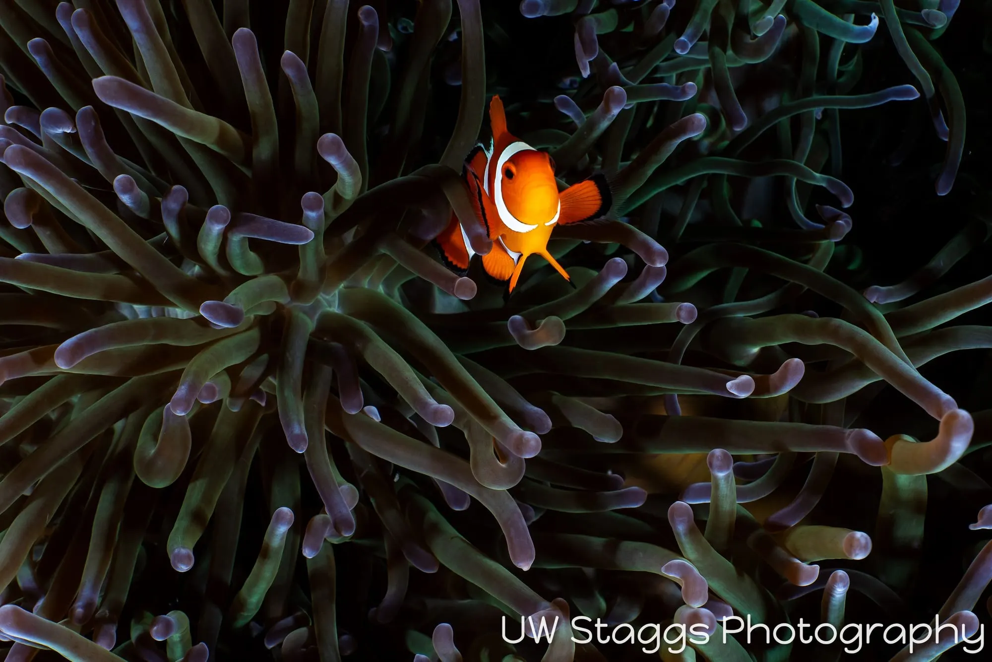 Reef Scene — Puerto Galera, Philippines