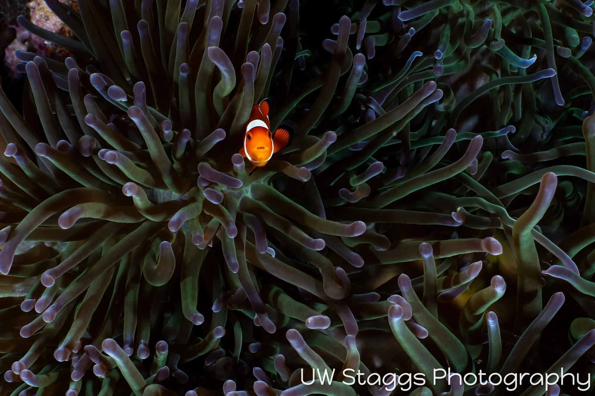 Reef Scene — Puerto Galera, Philippines