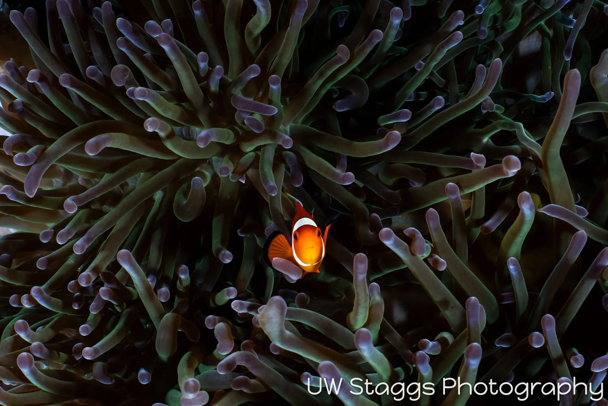 Reef Scene — Puerto Galera, Philippines