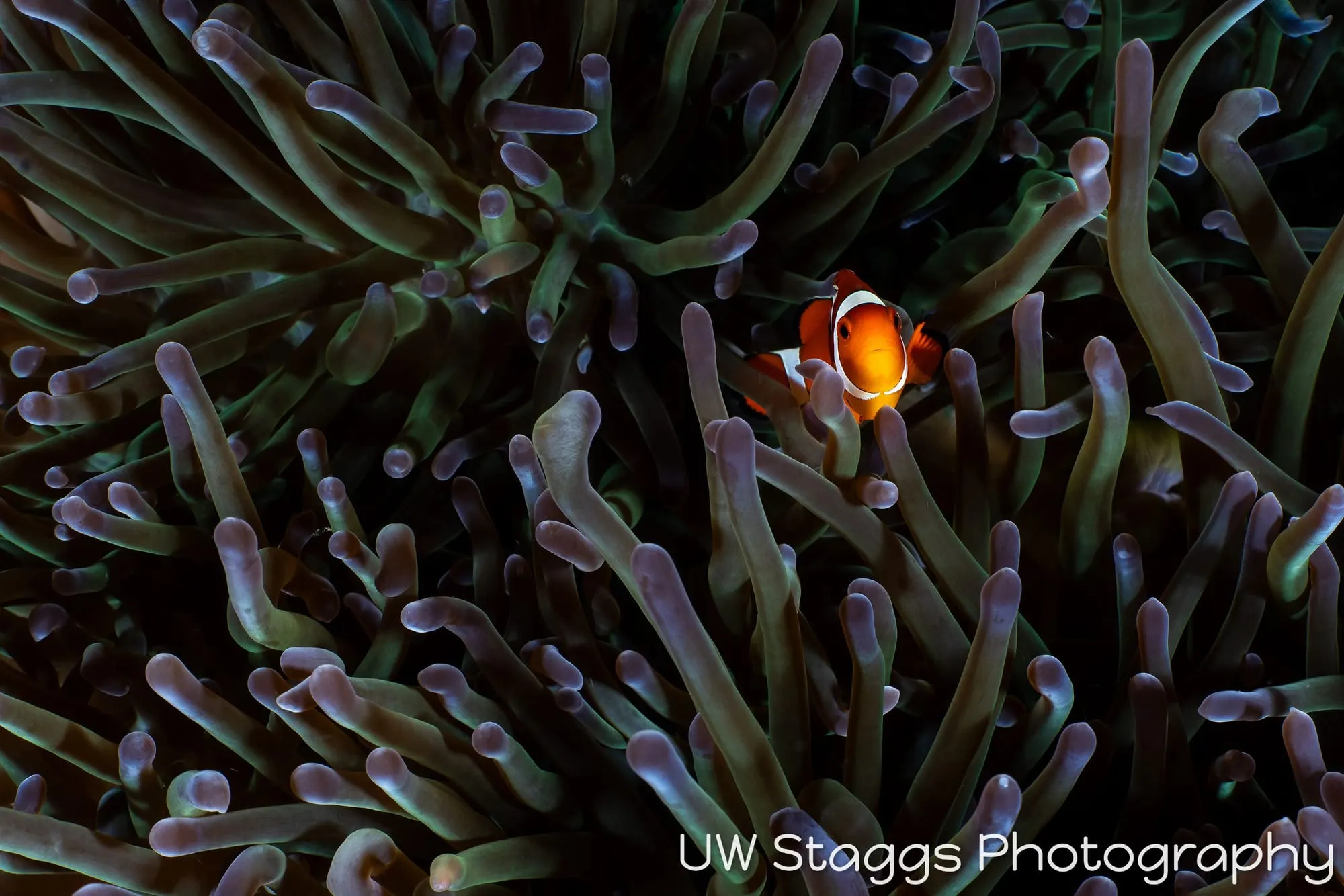 Reef Scene — Puerto Galera, Philippines
