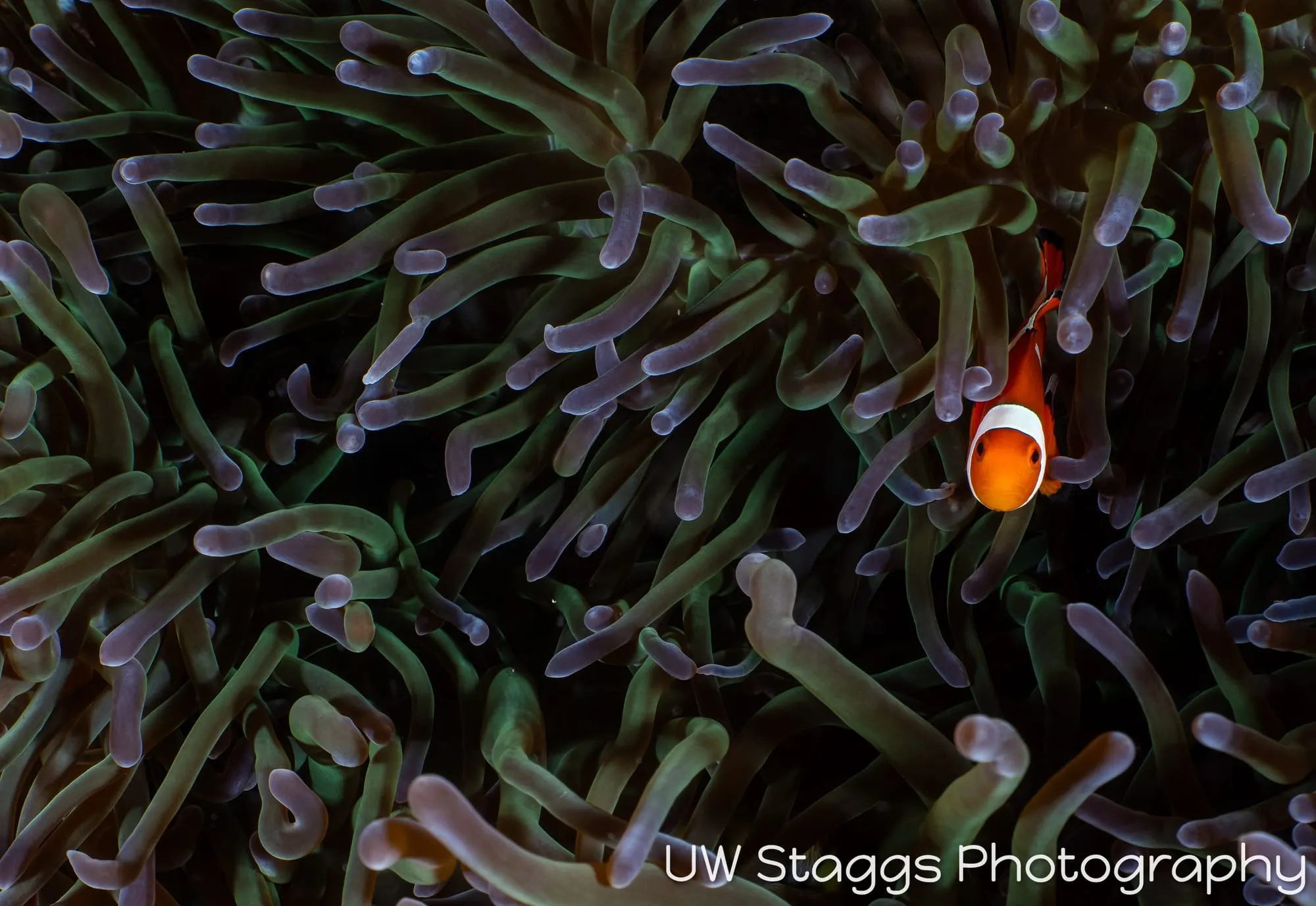 Reef Scene — Puerto Galera, Philippines